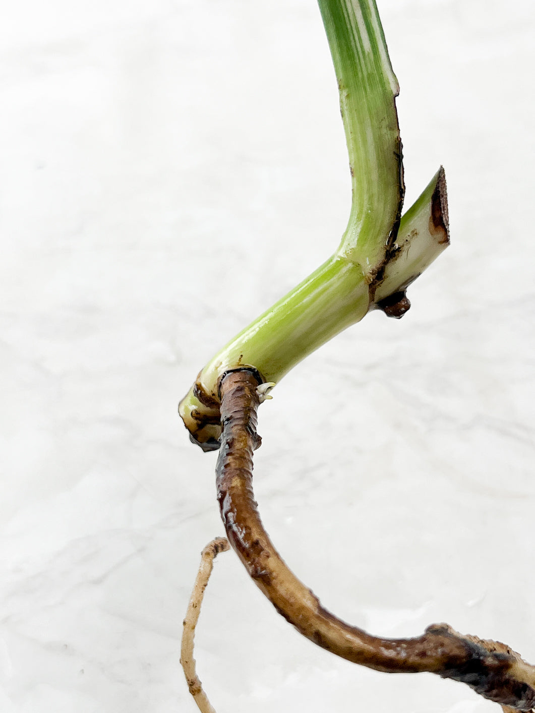 Monstera Albo White Tiger 1 leaf rooting