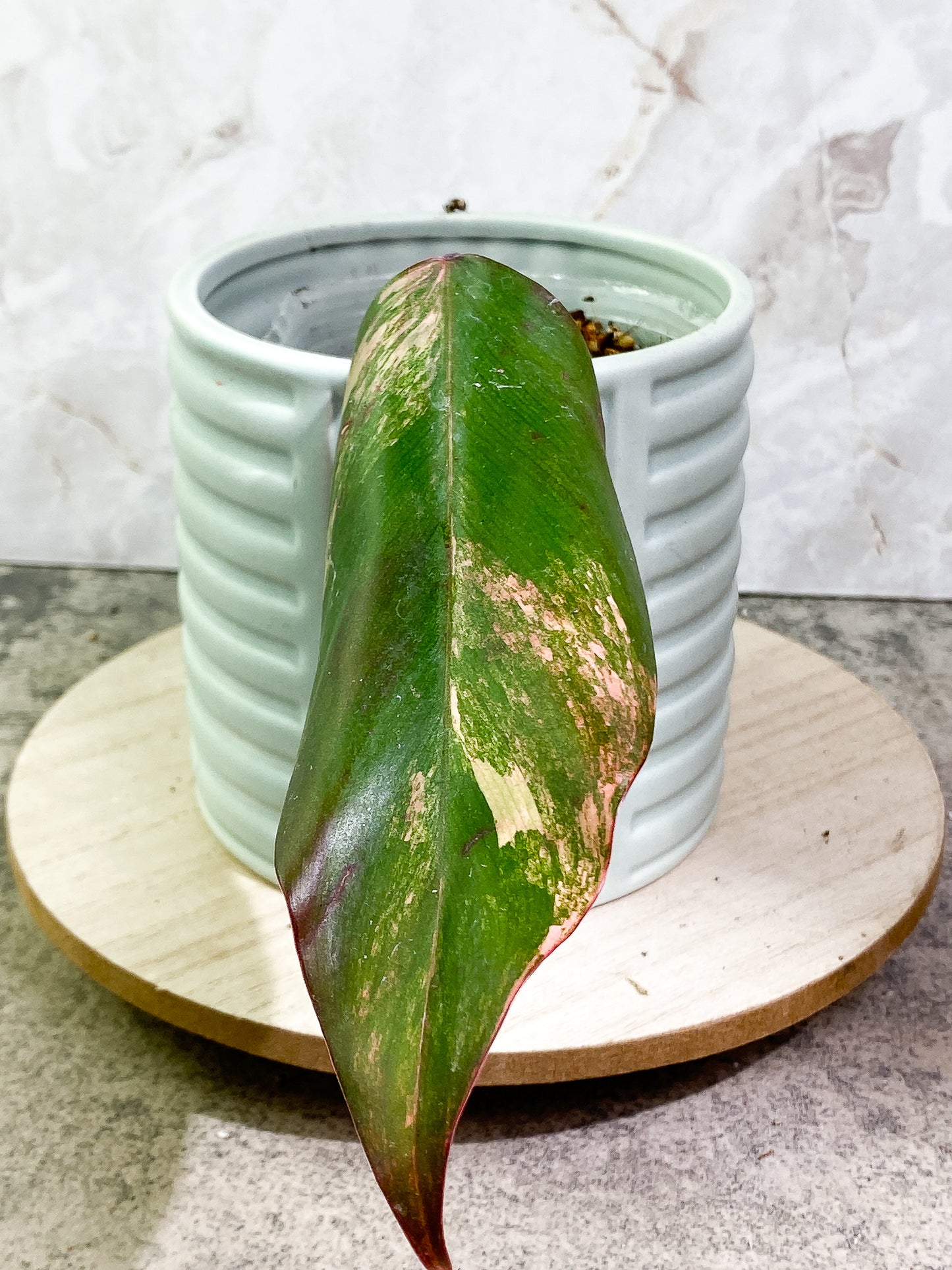Philodendron Strawberry Shake  1 leaf 1 growing bud