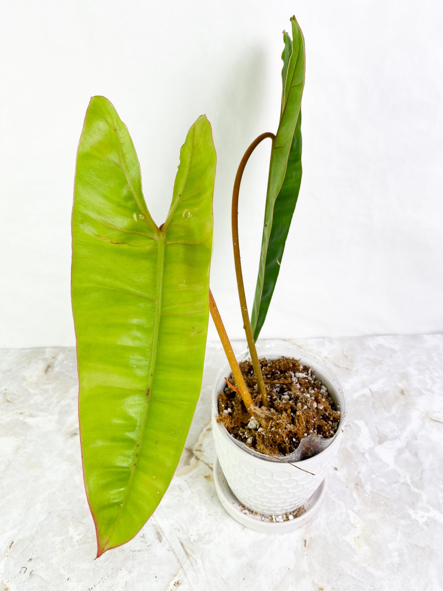 Philodendron Billietae 2 leaves 1 sprout Rooting