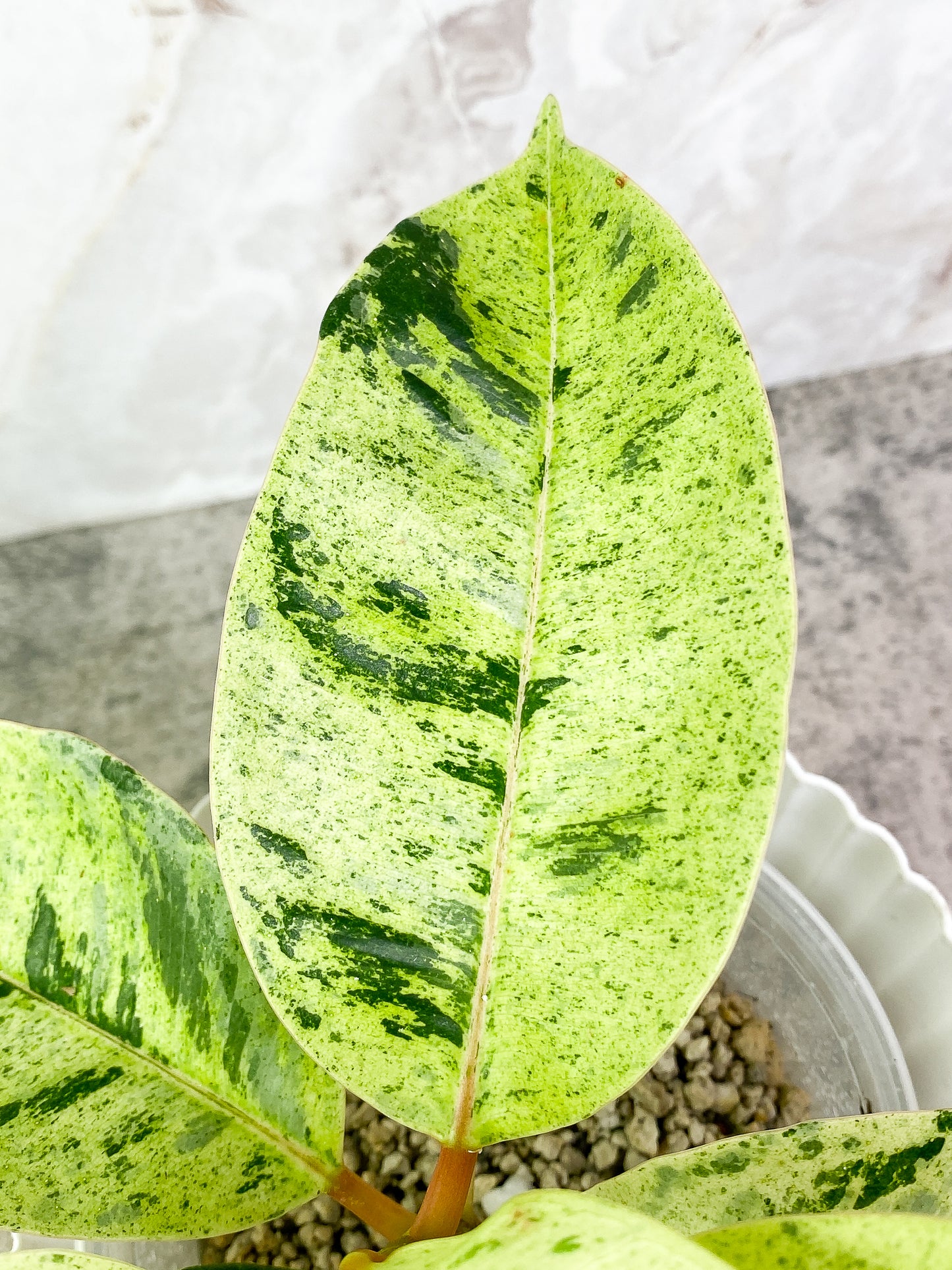 Ficus Elastica Marble 7 leaves 1 sprout slightly rooted