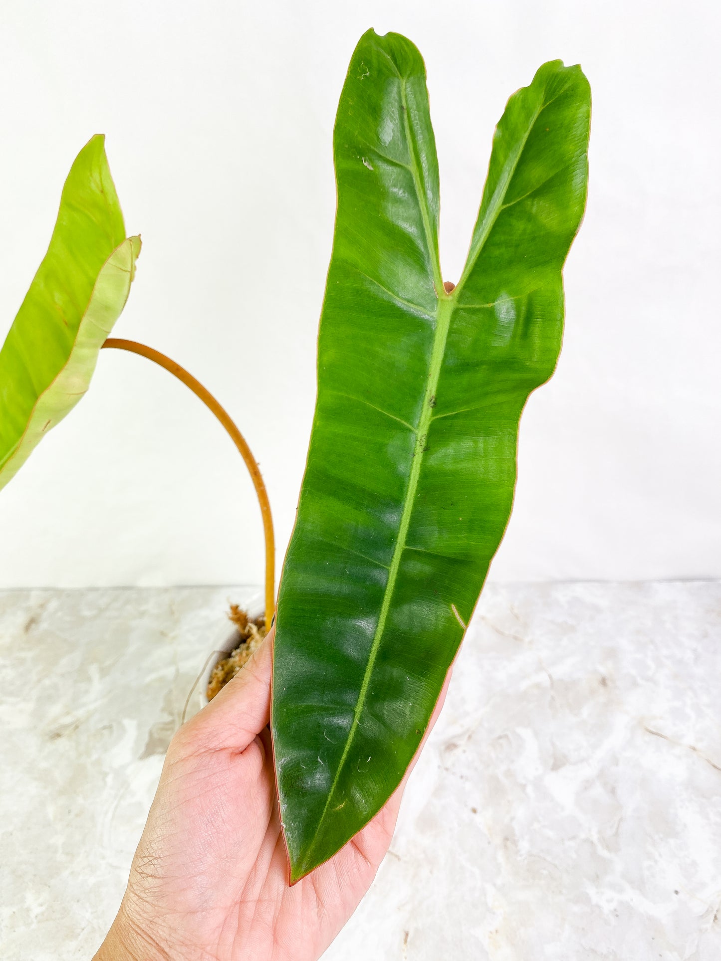 Philodendron Billietae 2 leaves 1 sprout Rooting
