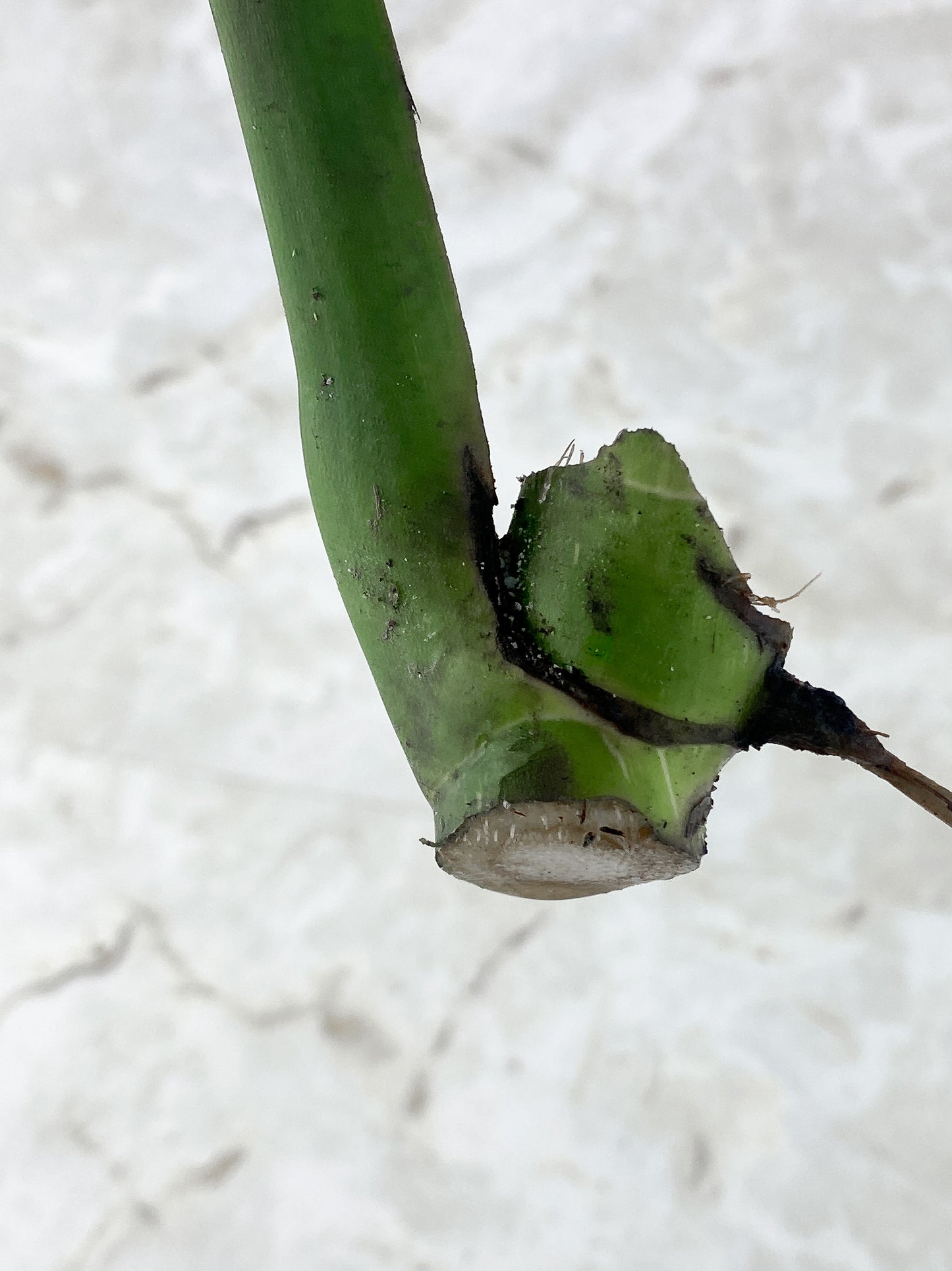 Monstera Thai Constellation Unrooted Cutting