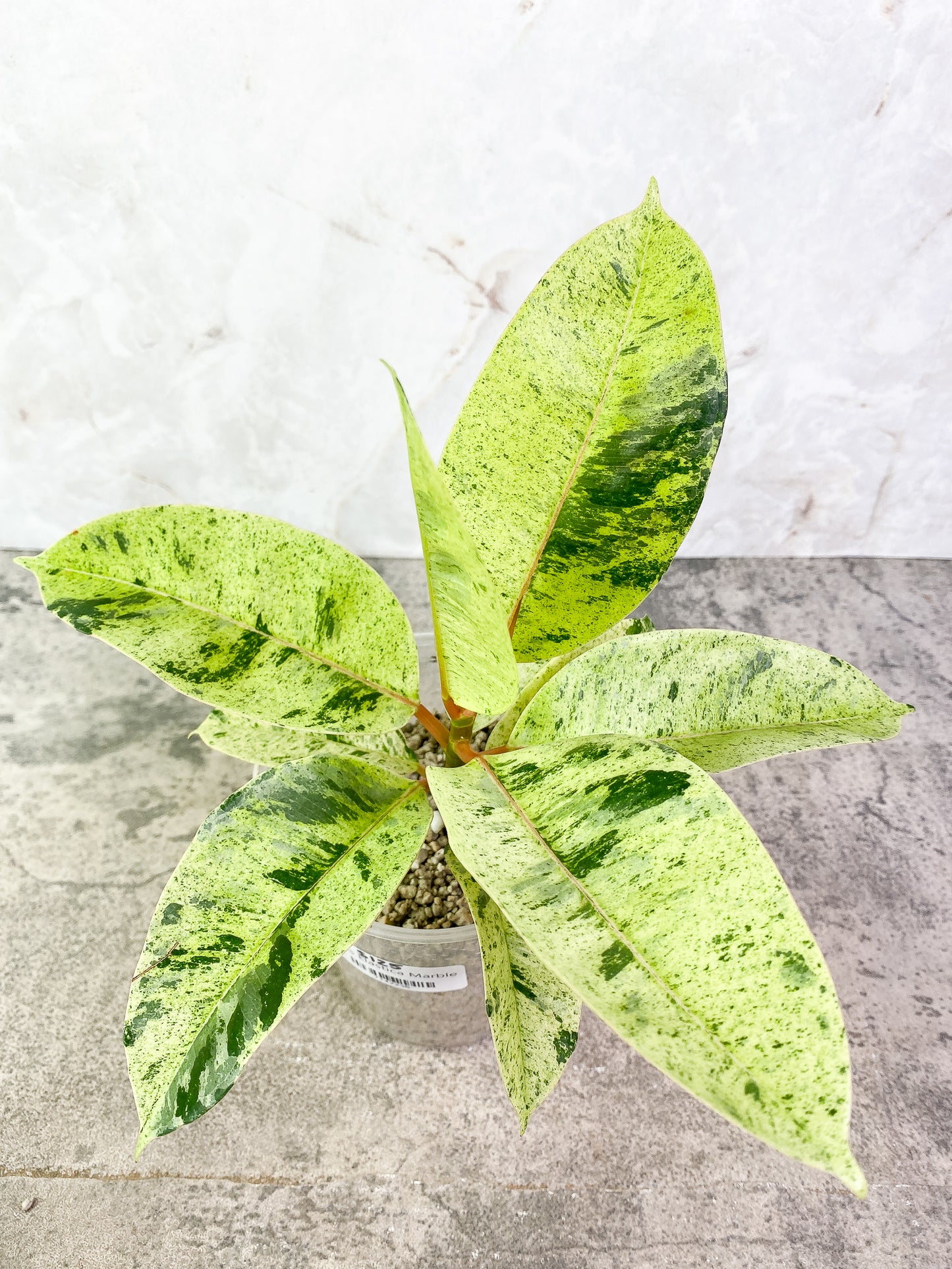 Ficus Elastica Marble 7 leaves 1 sprout slightly rooted