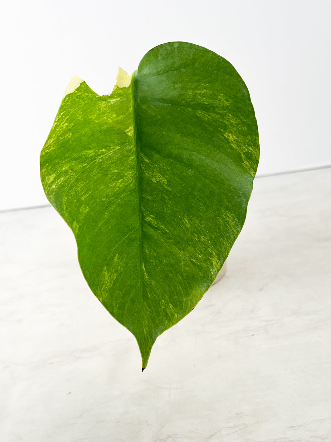 Monstera Aurea 1 leaf rooting