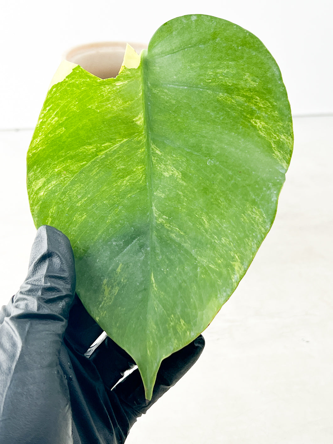 Monstera Aurea 1 leaf rooting