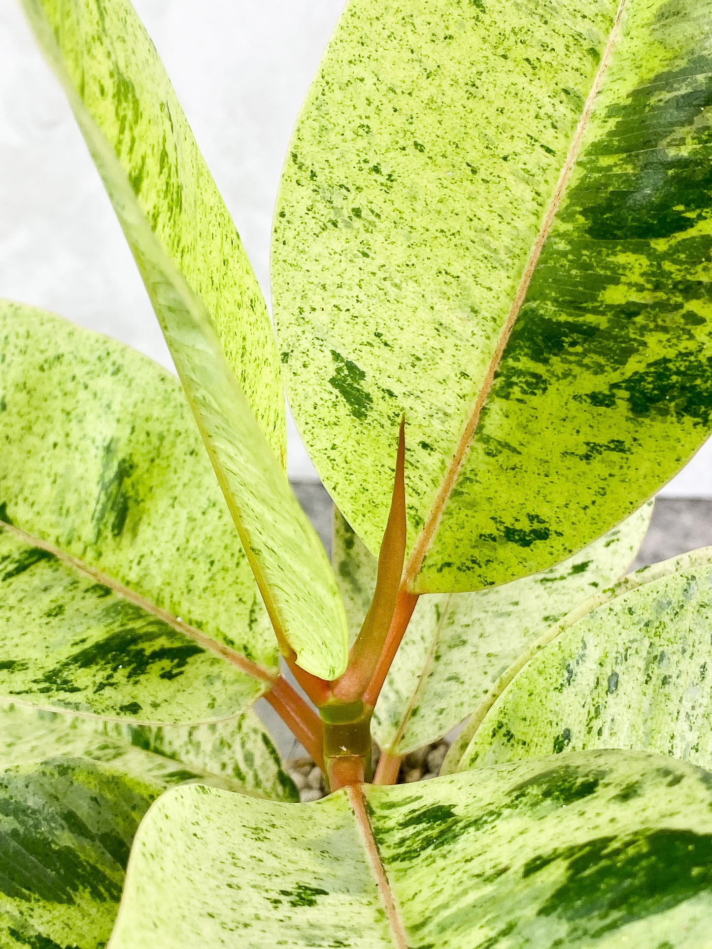Ficus Elastica Marble 7 leaves 1 sprout slightly rooted