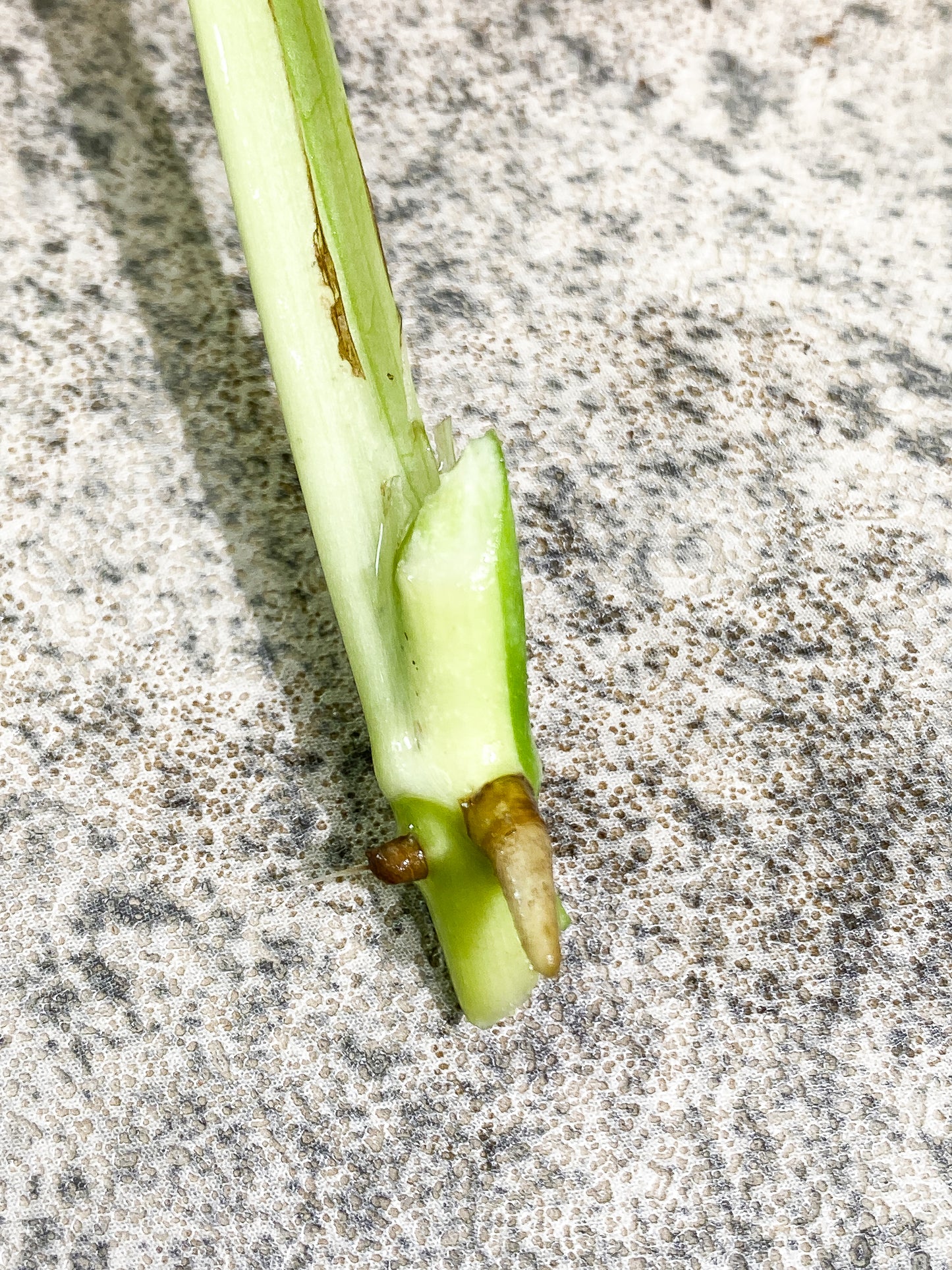 Monstera adansonii albo tricolor Rooting 1  leaf 1 growing bud