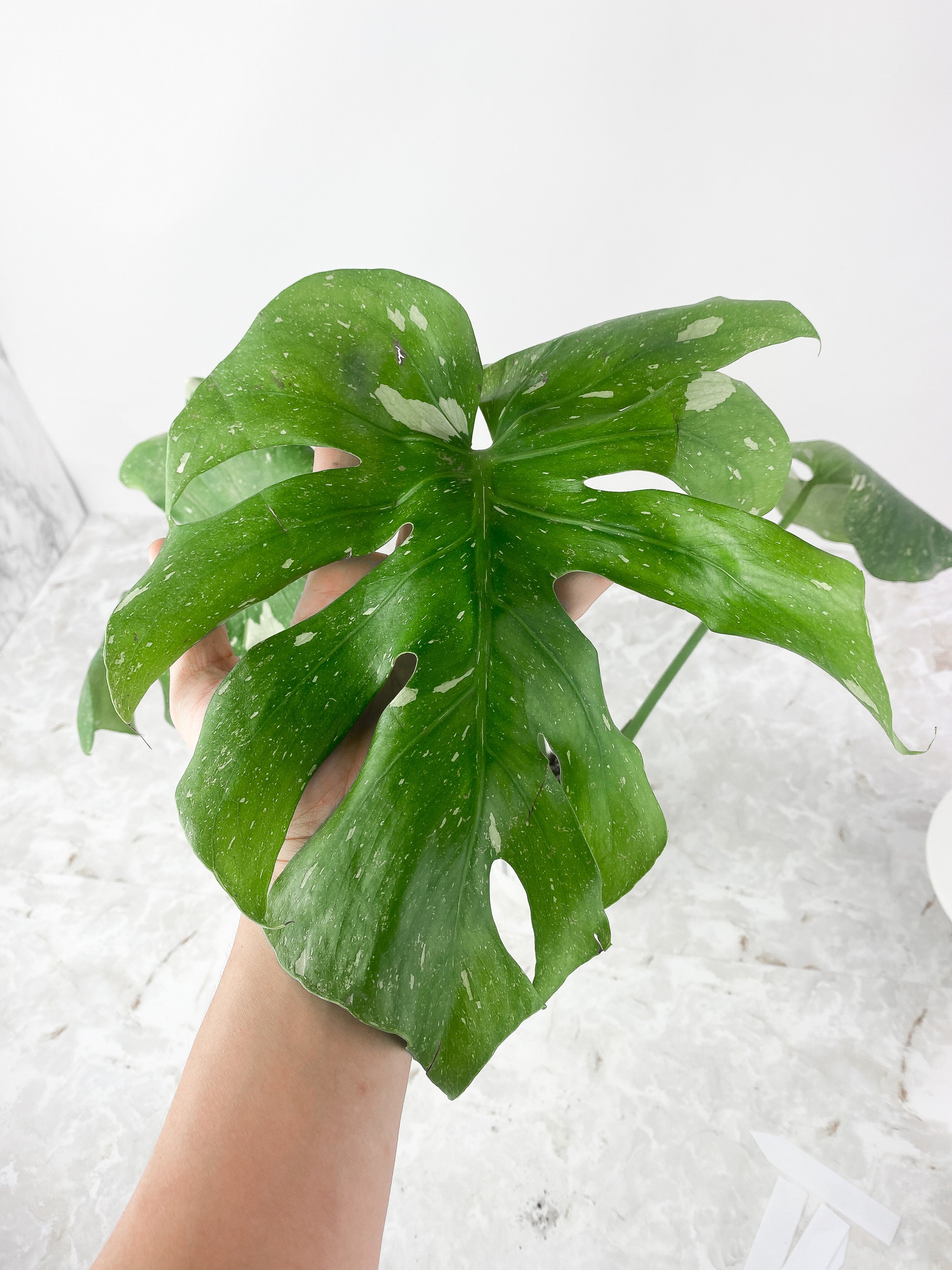 Monstera Thai Constellation Rooted Cutting 3 big leaves