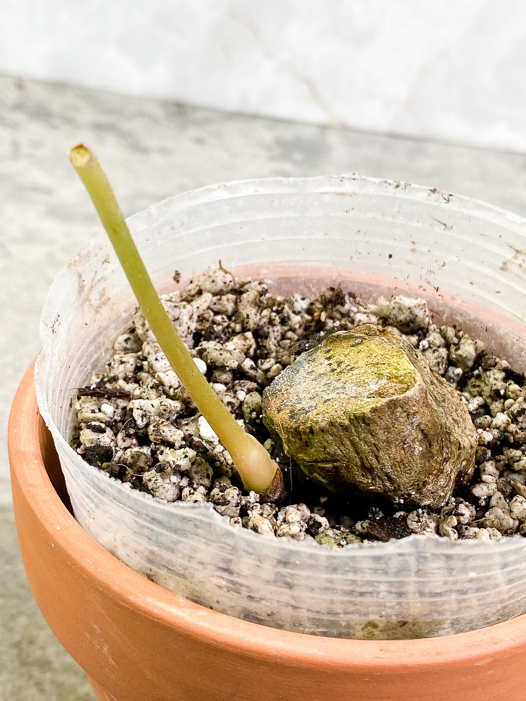 Anthurium regale rooted big chonk