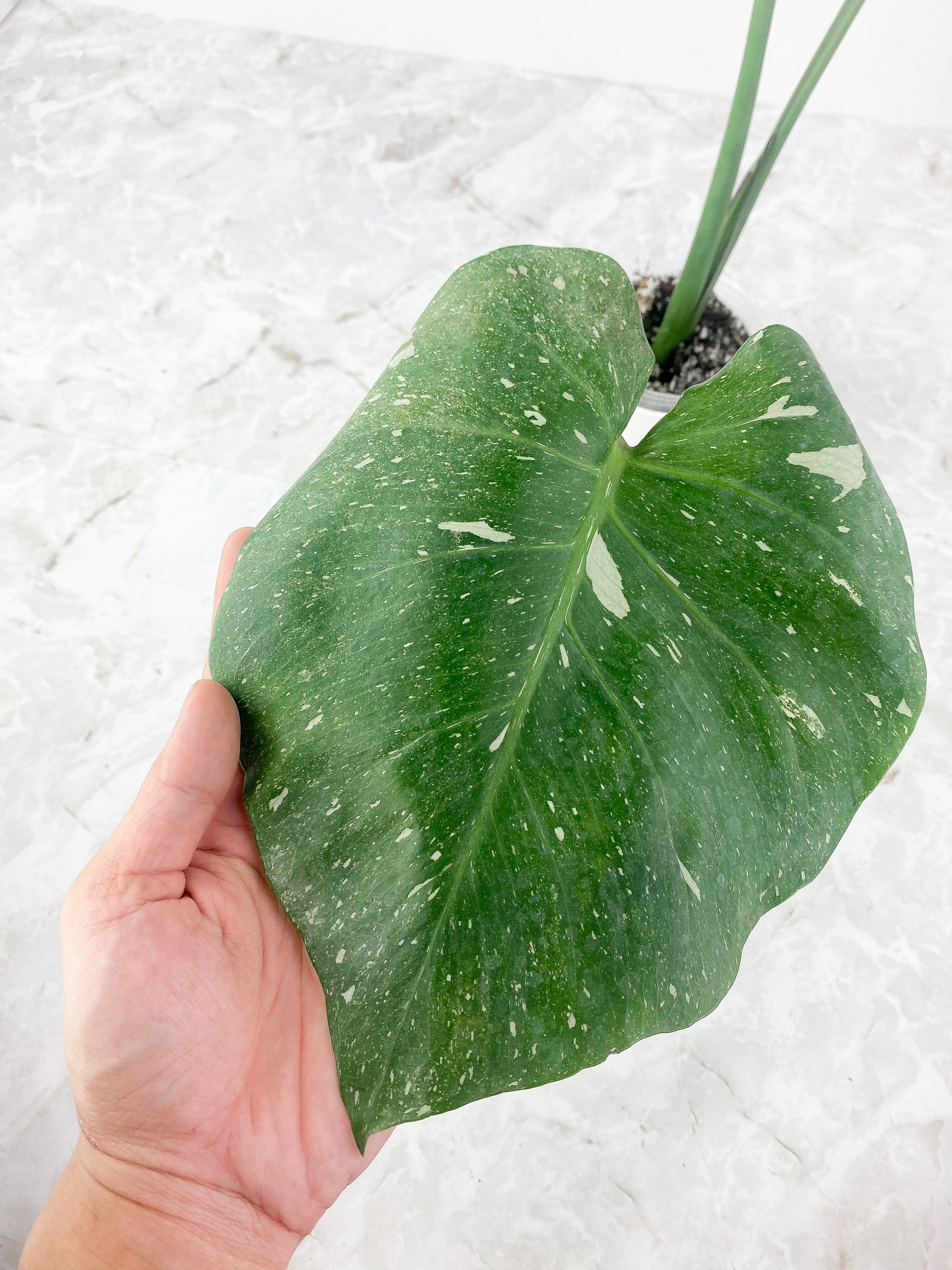 Monstera Thai Constellation Rooted Cutting 3 big leaves