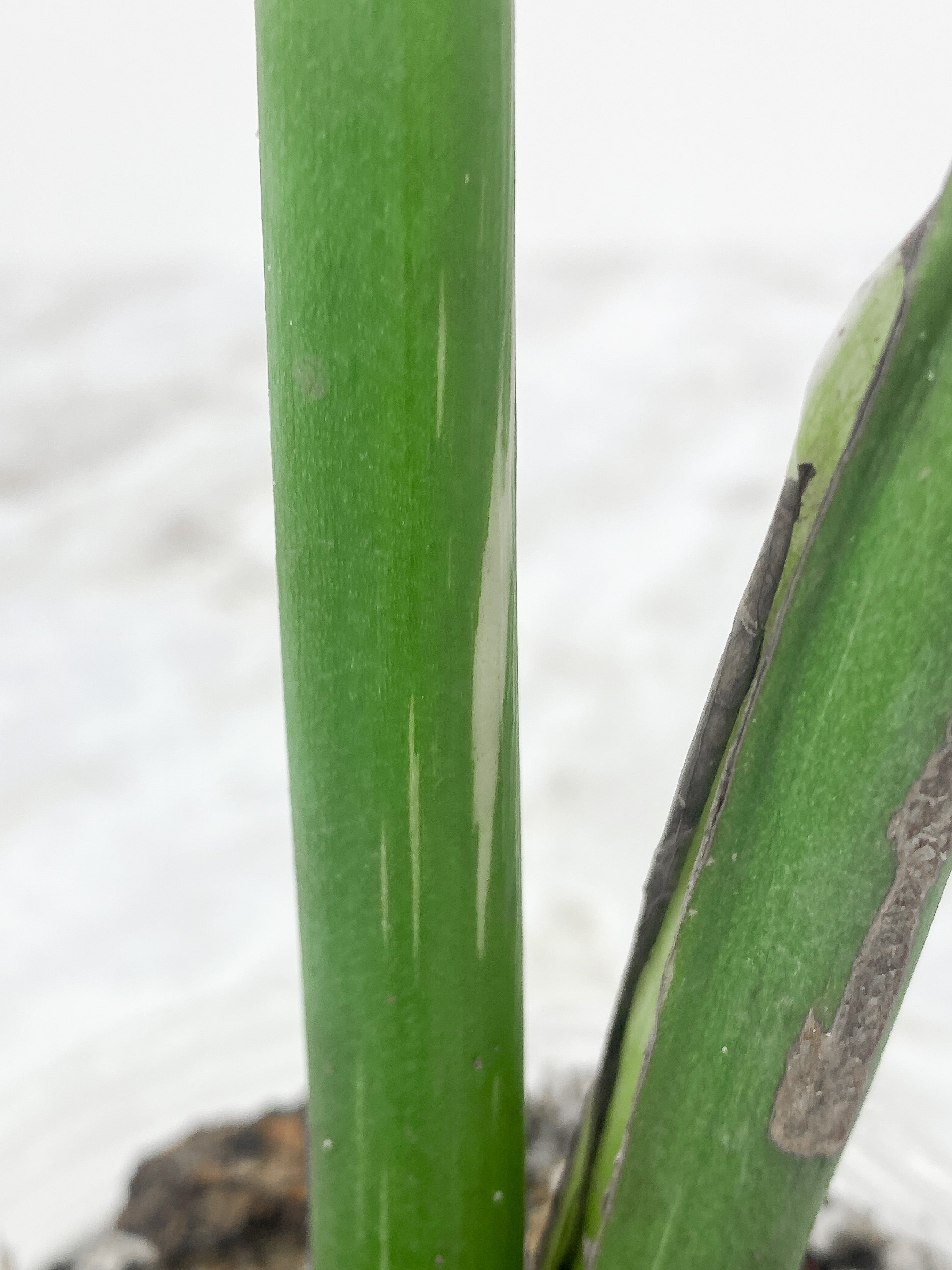 Monstera Thai Constellation Rooted Cutting 3 big leaves