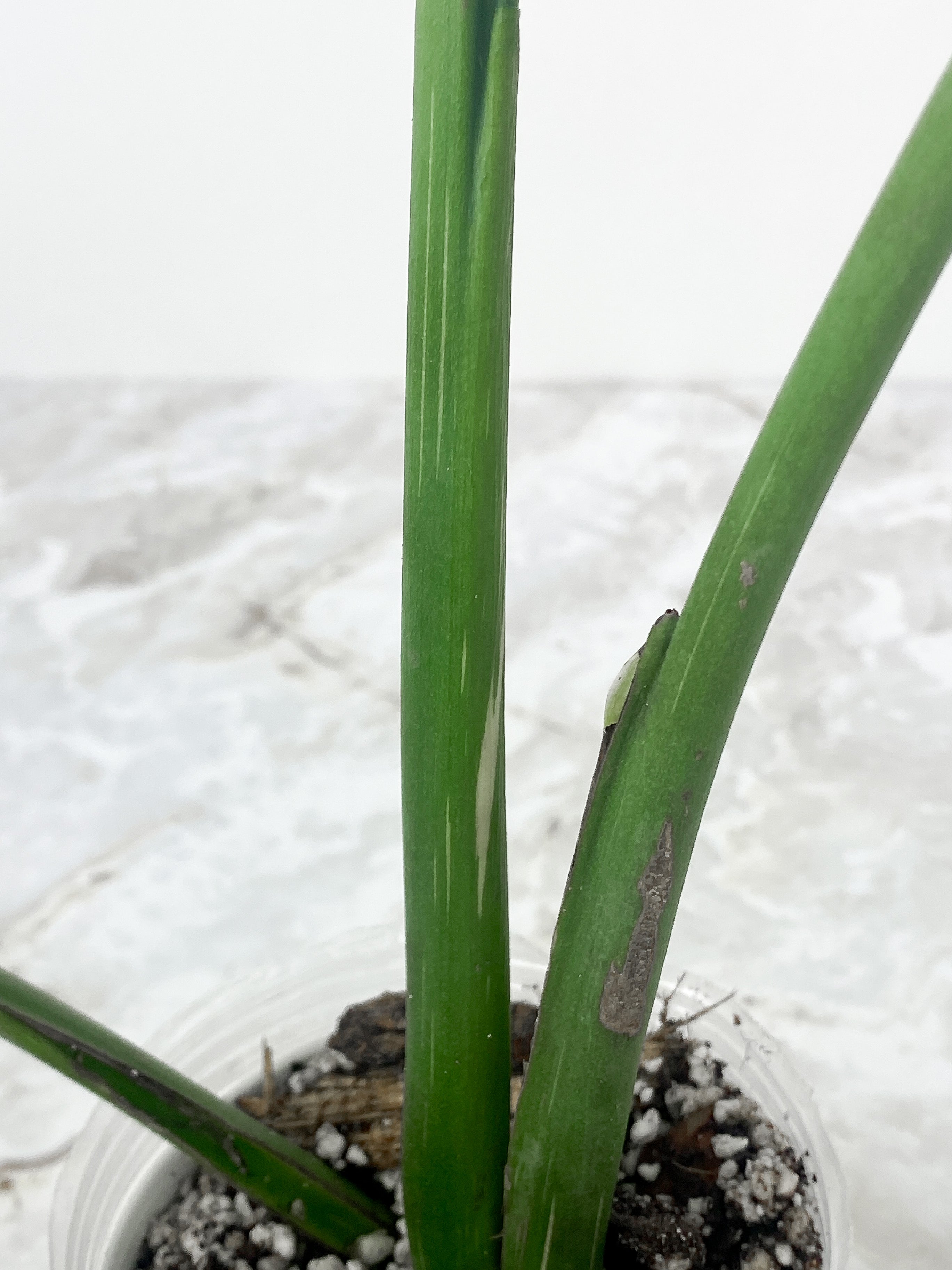 Monstera Thai Constellation Rooted Cutting 3 big leaves