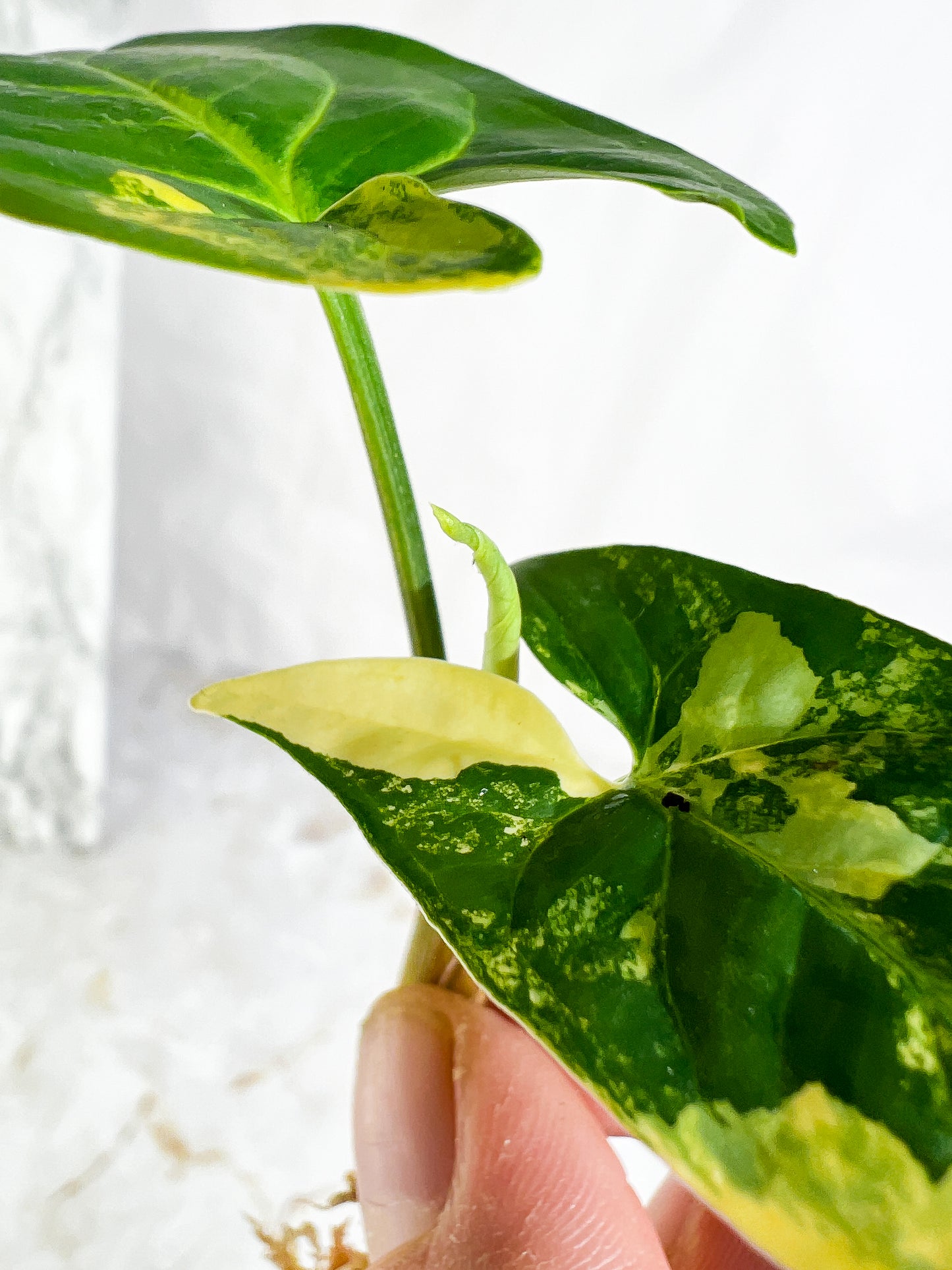 Syngonium Aurea 2 leaves & 1 sprout Slightly Rooted