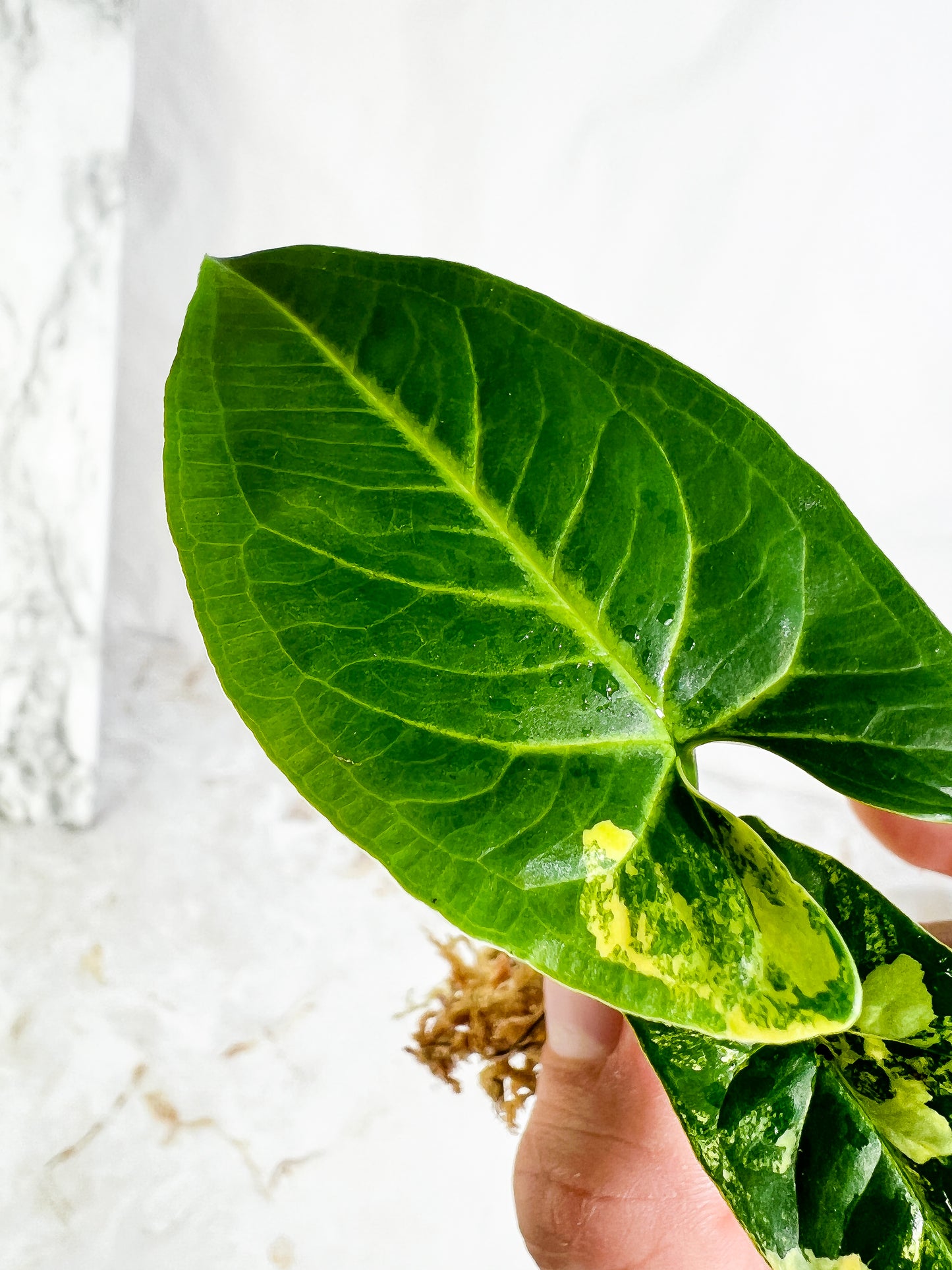 Syngonium Aurea 2 leaves & 1 sprout Slightly Rooted