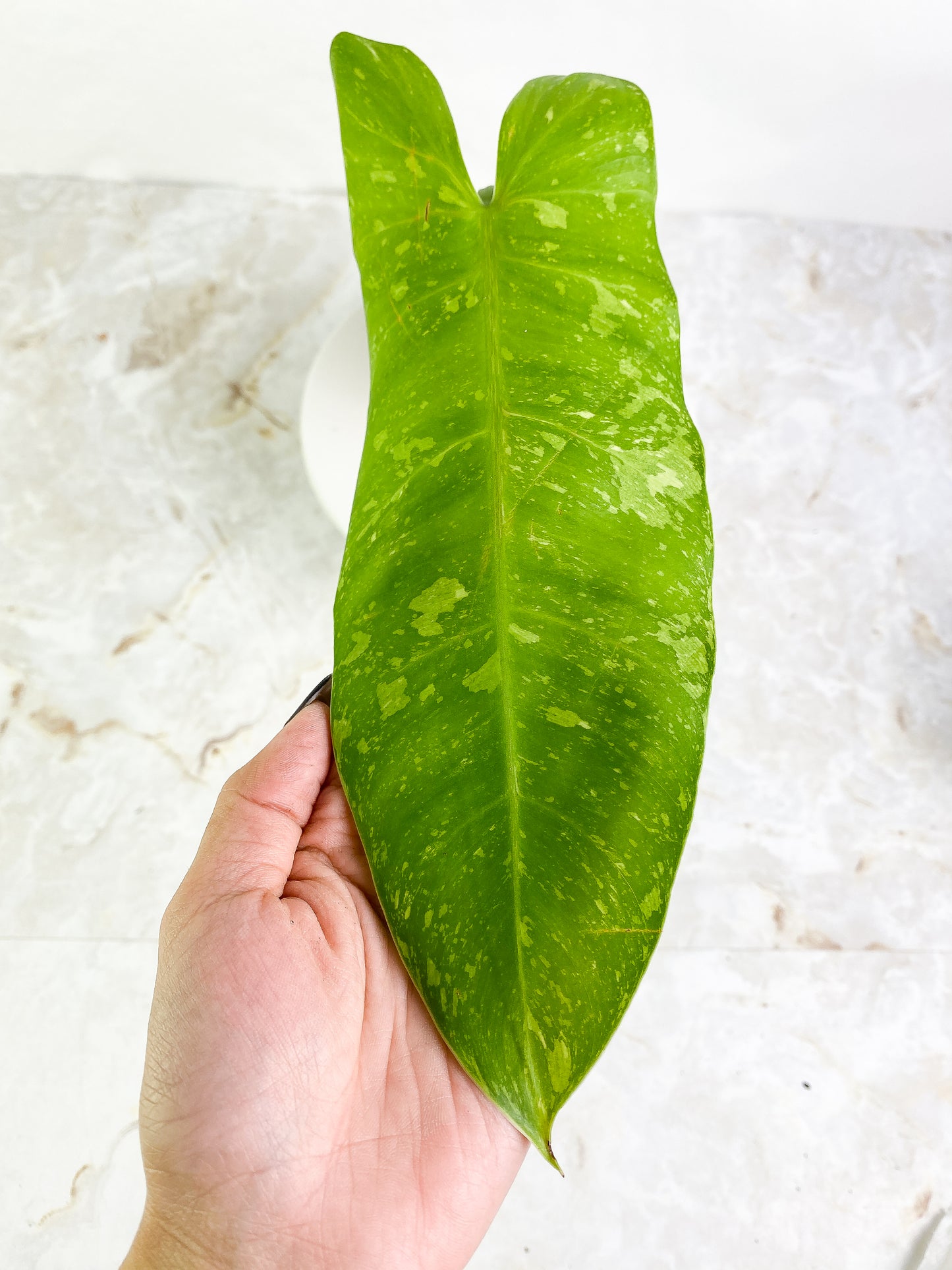 Philodendron Jose Buono   1 leaf 1 sprout Slightly Rooted Top Cutting