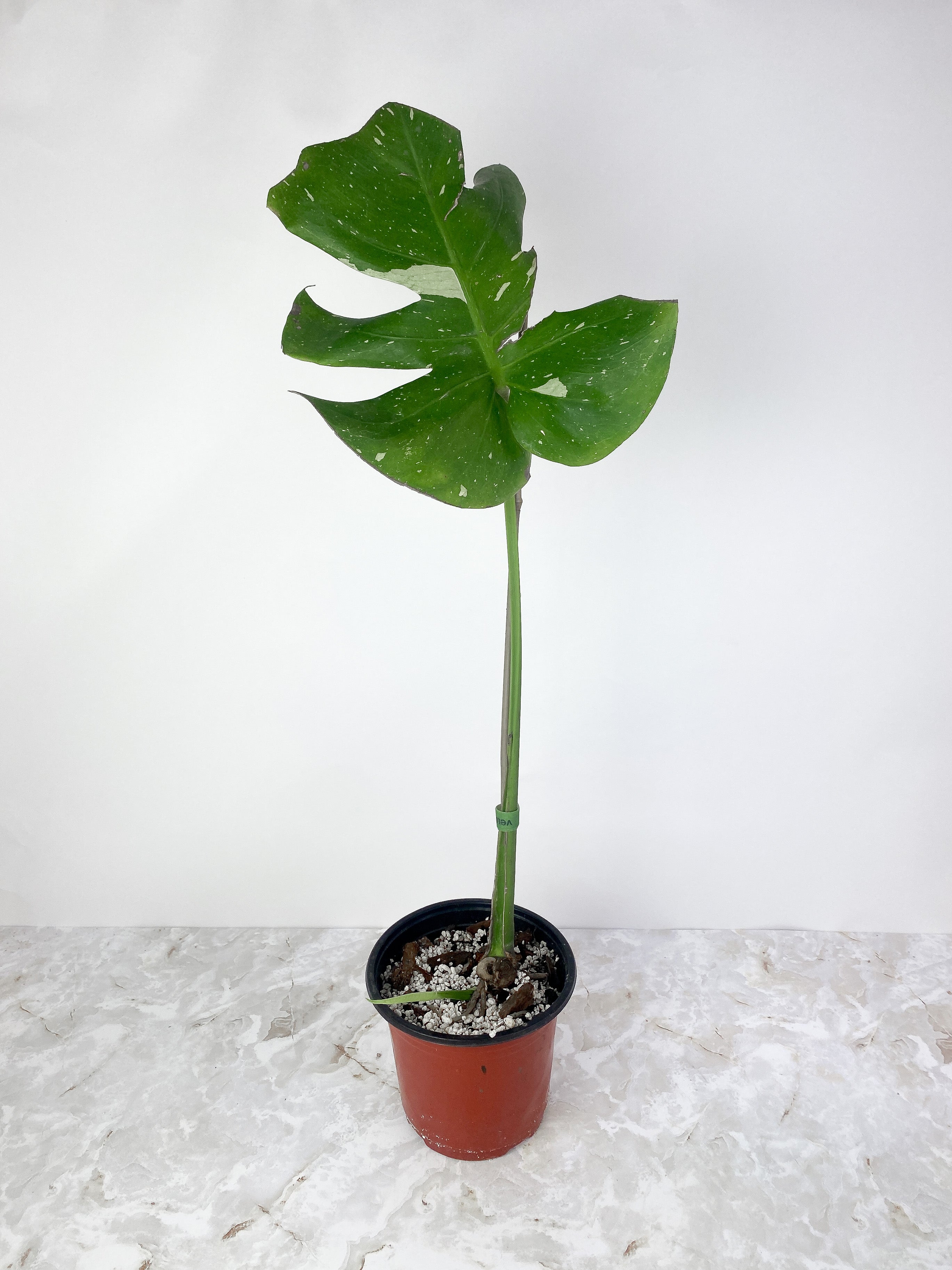 Monstera Thai Constellation Rooted Cutting 2 leaves.11-12" leaf