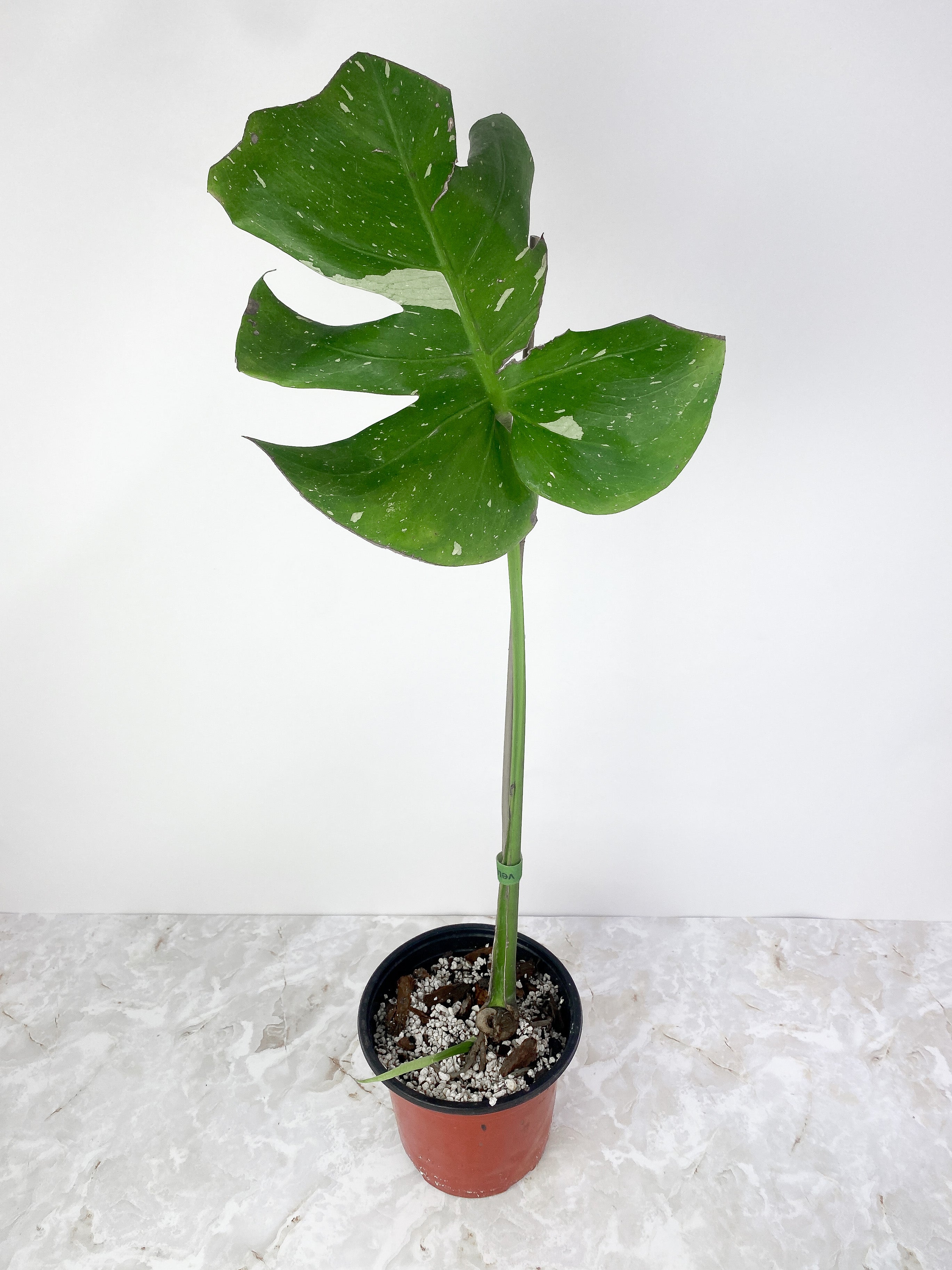 Monstera Thai Constellation Rooted Cutting 2 leaves.11-12" leaf