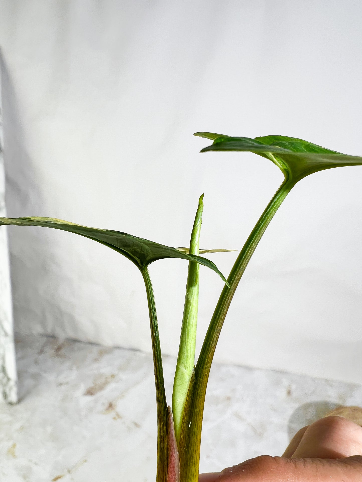 Syngonium Aurea 2 leaves & 1 sprout Slightly Rooted