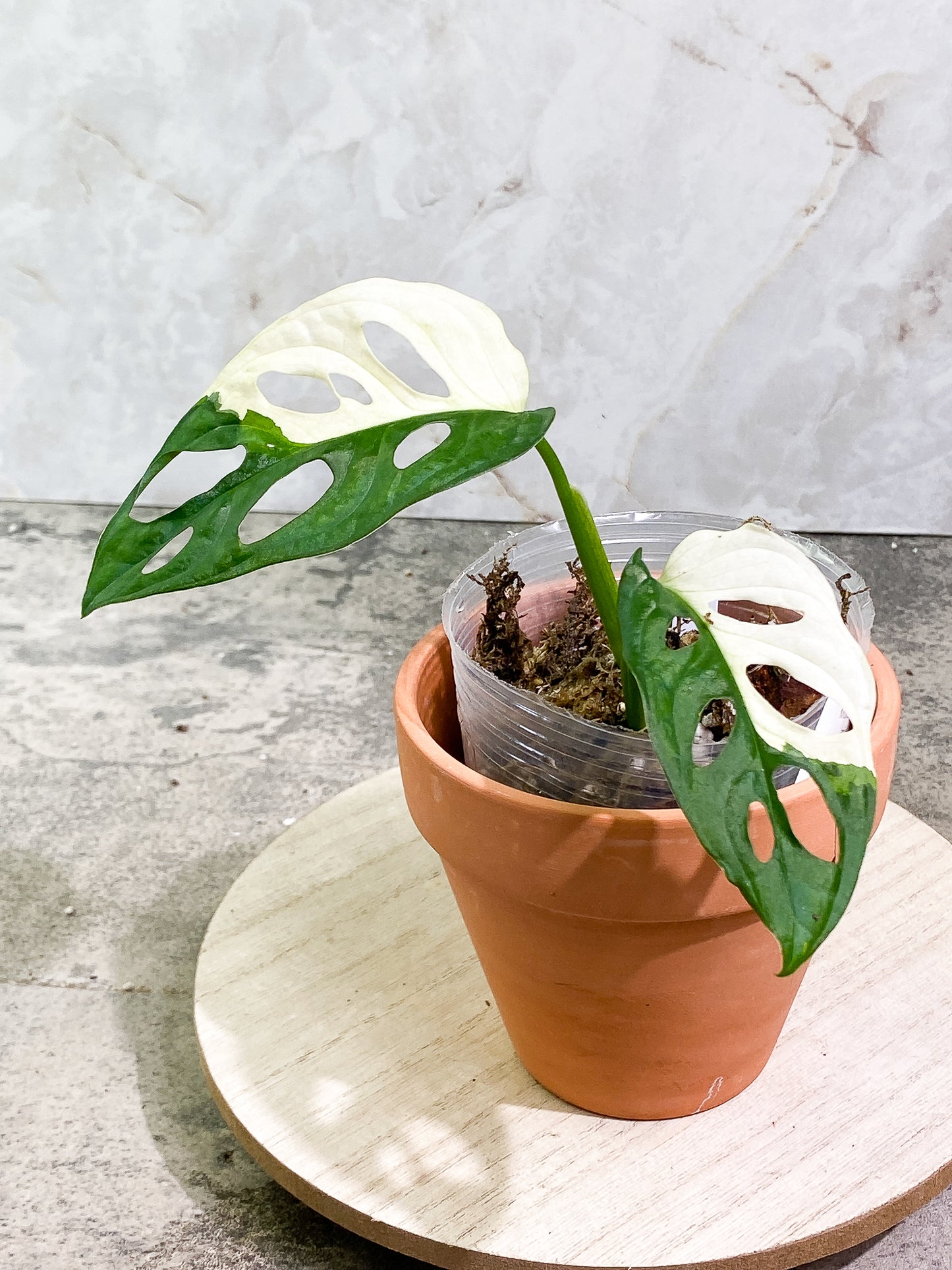 Monstera adansonii albo tricolor Slightly Rooted 2 leaves 2 growing buds