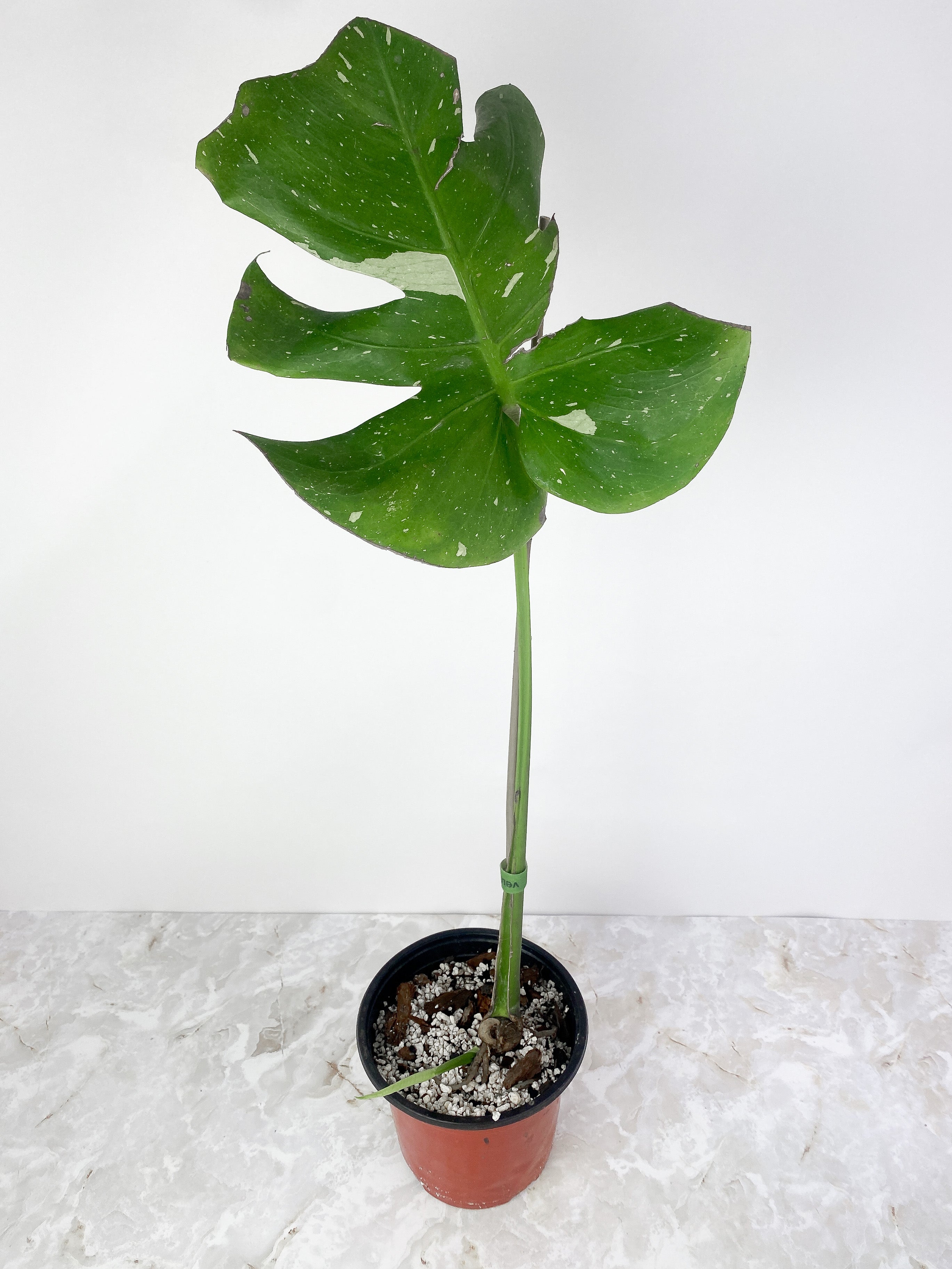 Monstera Thai Constellation Rooted Cutting 2 leaves.11-12" leaf