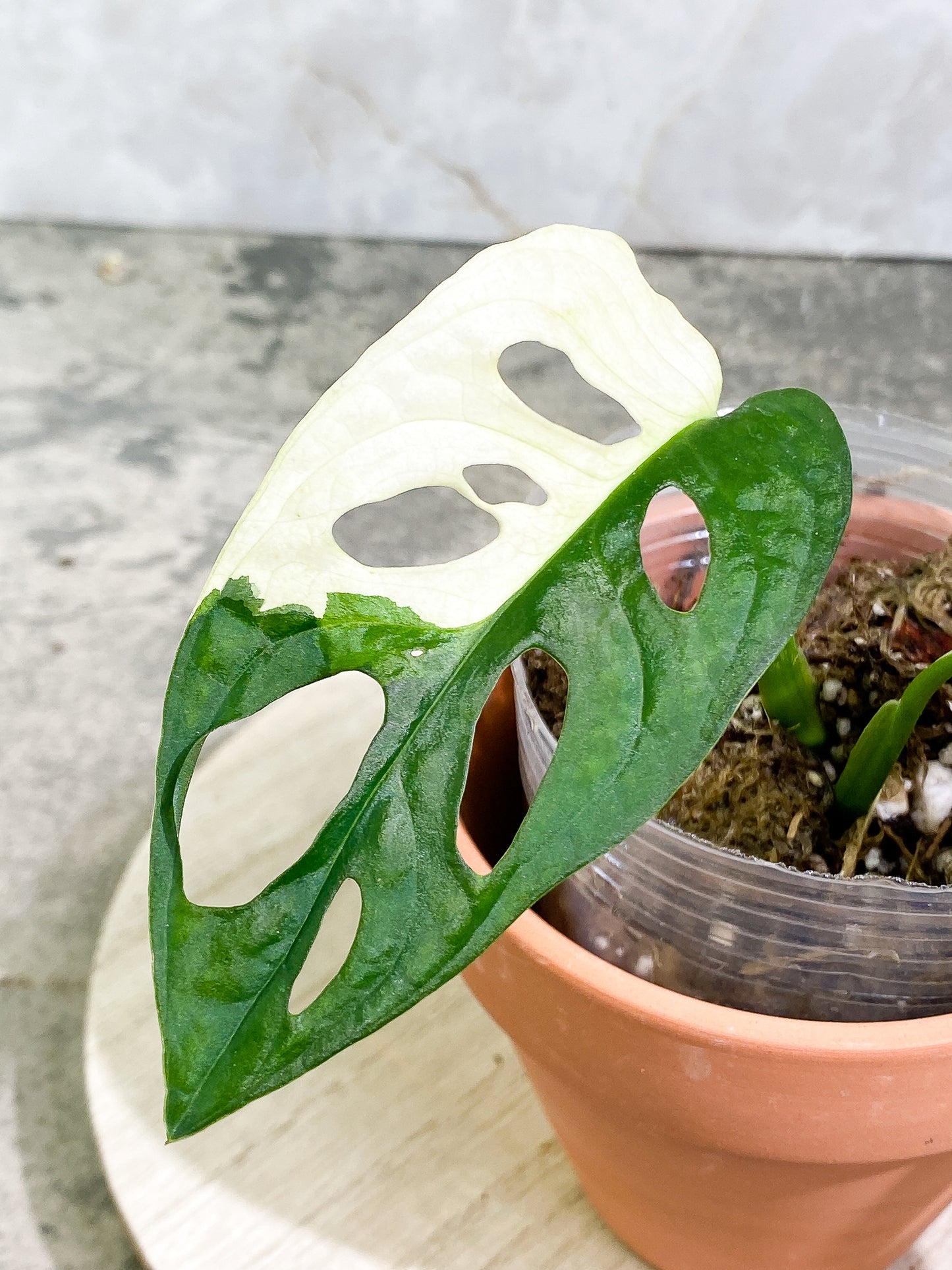 Monstera adansonii albo tricolor Slightly Rooted 2 leaves 2 growing buds