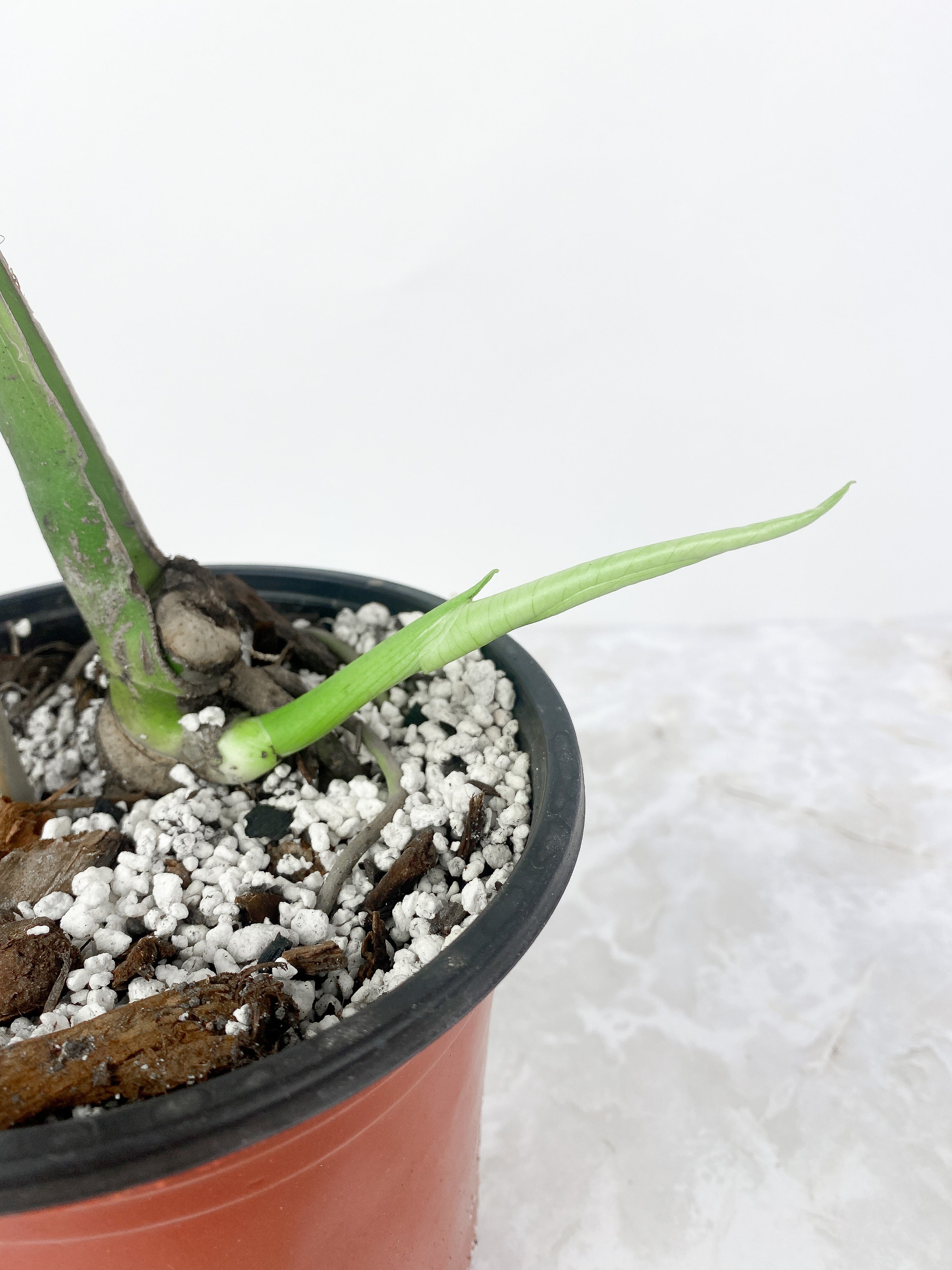 Monstera Thai Constellation Rooted Cutting 2 leaves.11-12" leaf