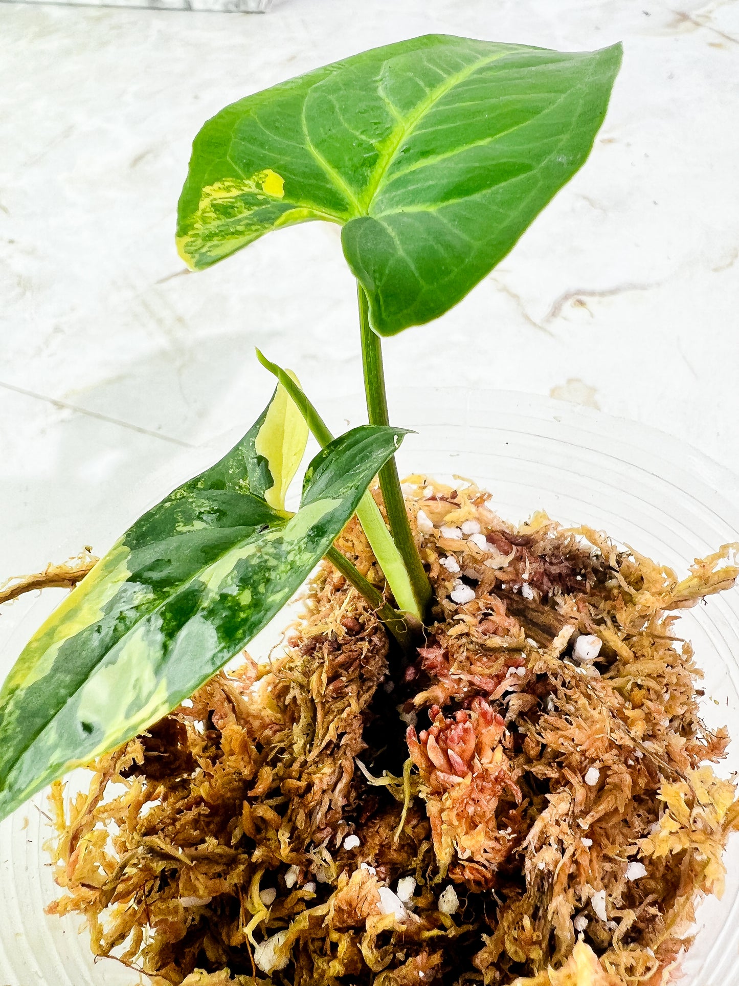 Syngonium Aurea 2 leaves & 1 sprout Slightly Rooted