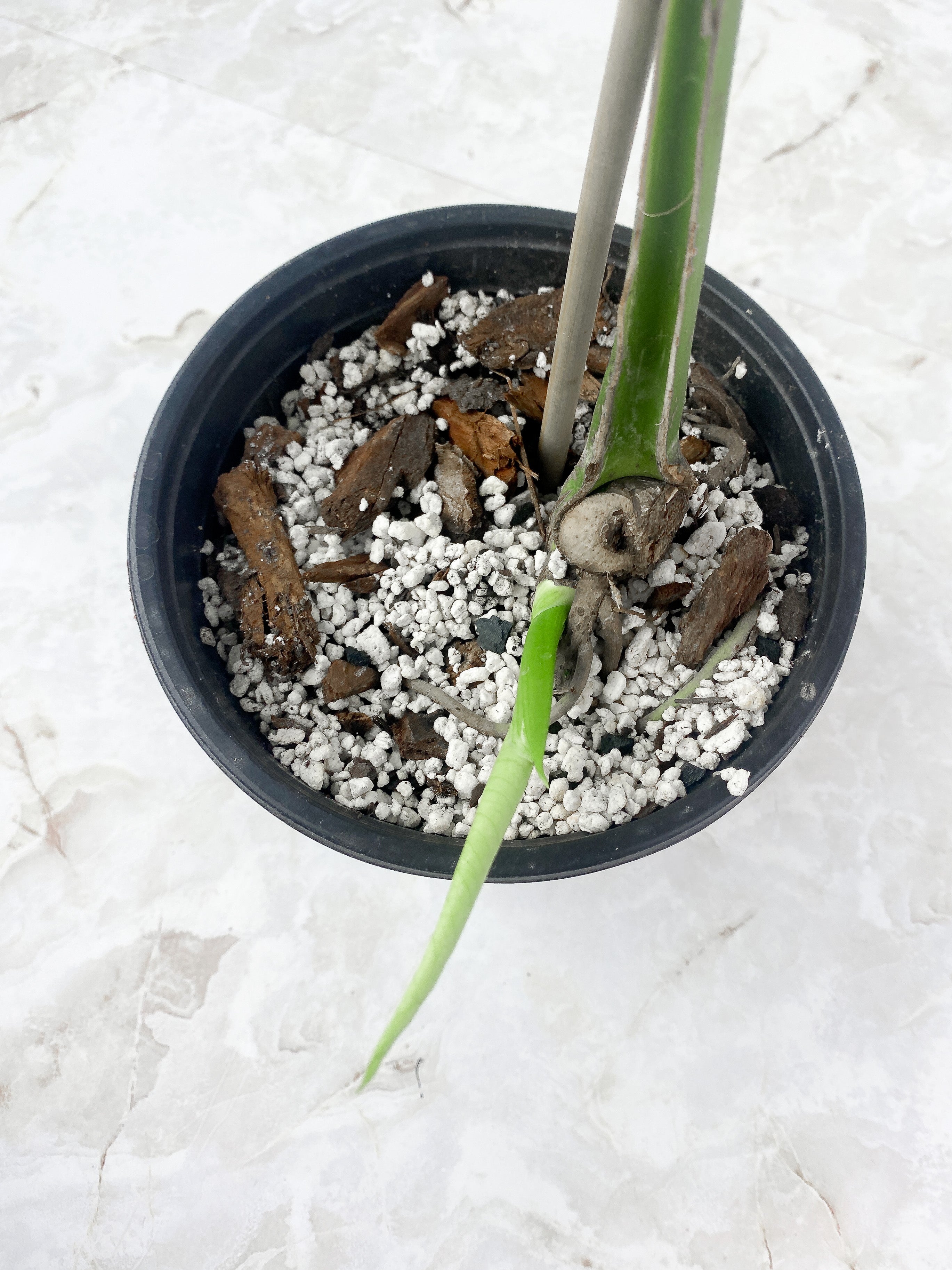 Monstera Thai Constellation Rooted Cutting 2 leaves.11-12" leaf