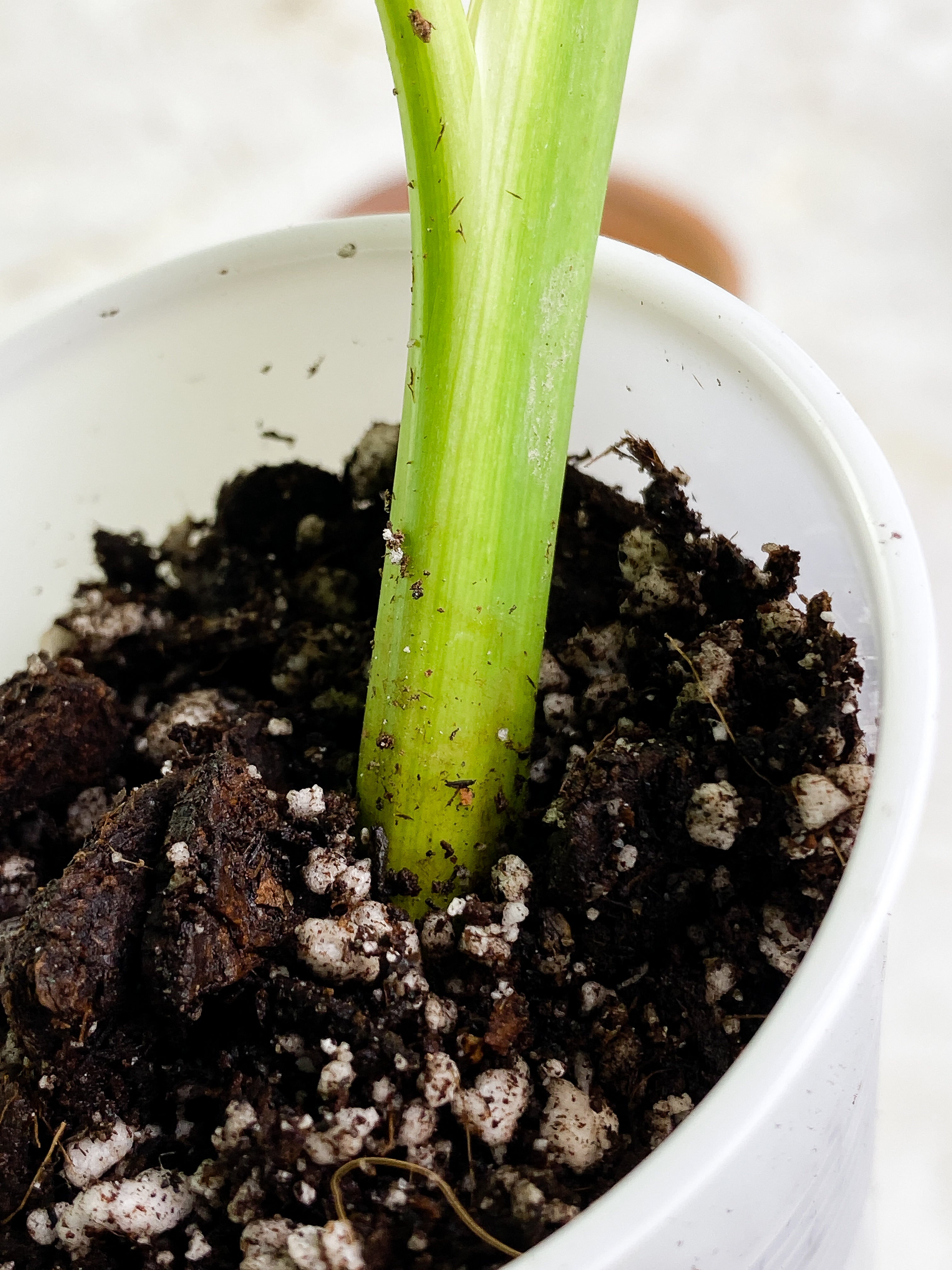 Philodendron Jose Buono 1 leaf 1 baby leaf Slightly Rooted