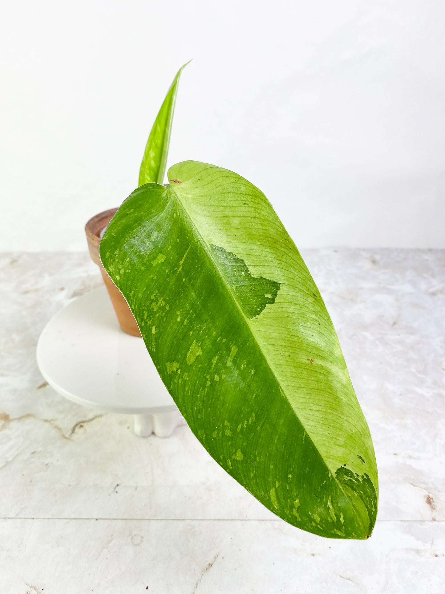 Philodendron Jose Buono 1 leaf 1 baby leaf Slightly Rooted