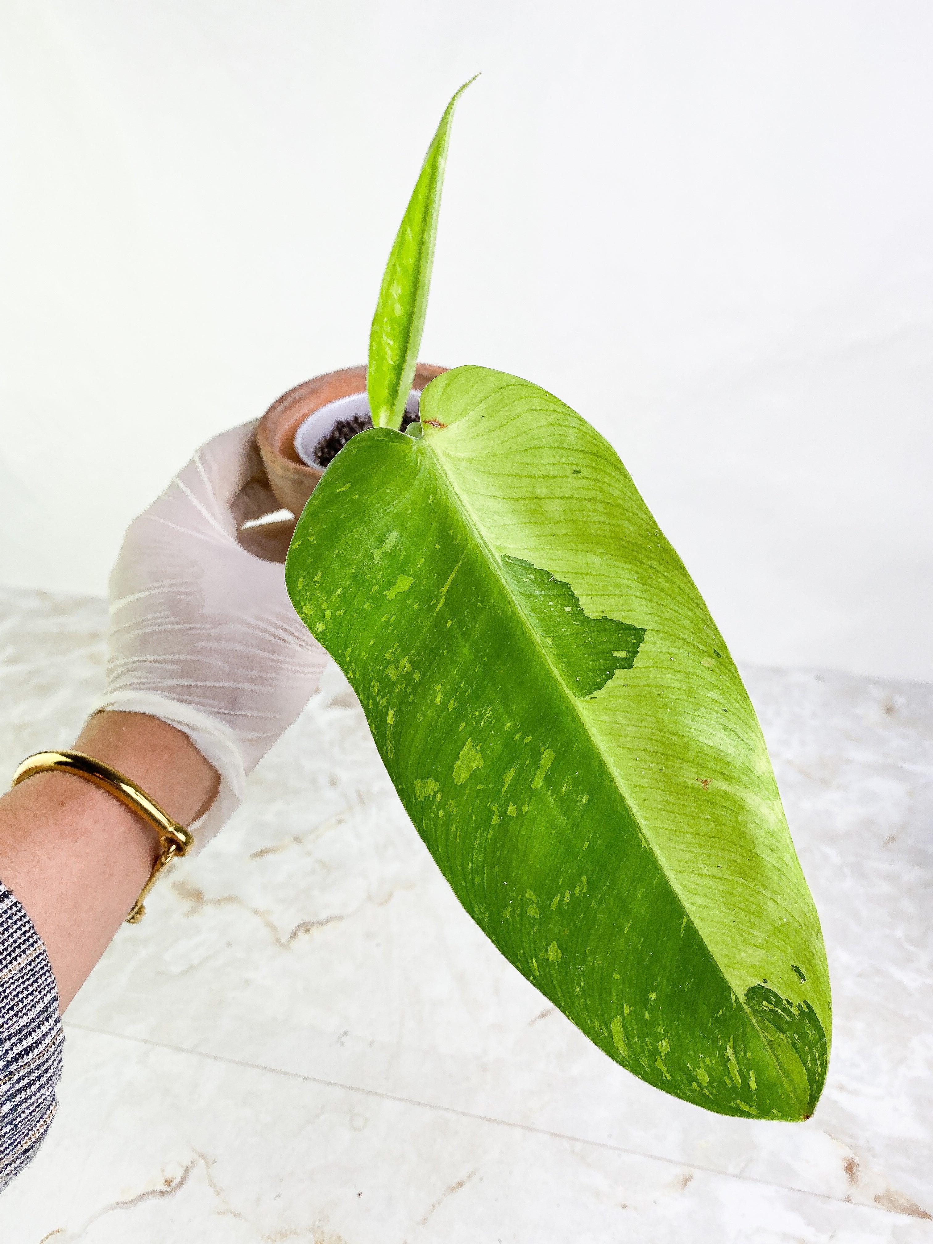 Philodendron Jose Buono 1 leaf 1 baby leaf Slightly Rooted