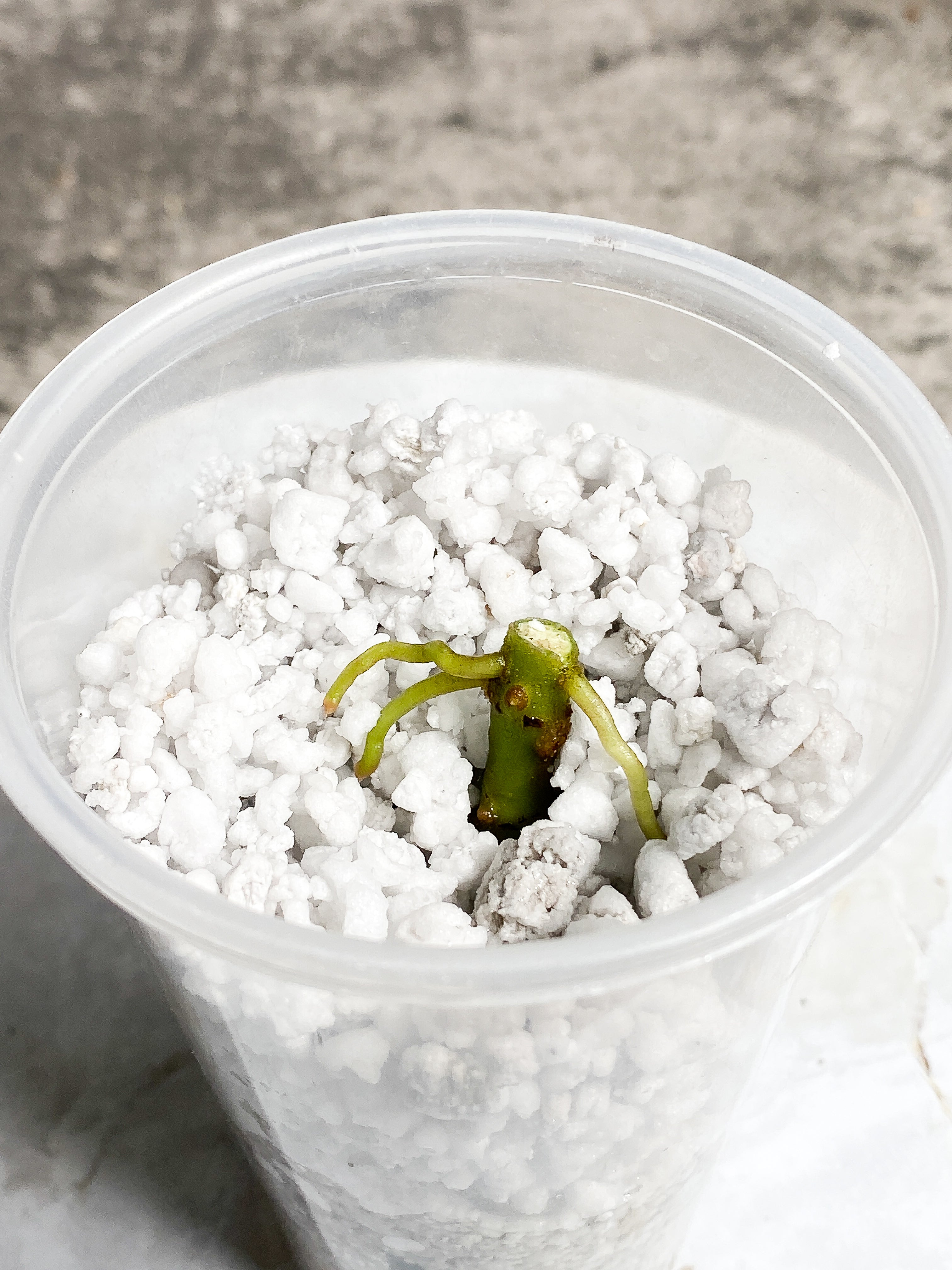 Grower Choice: Aglaonema Pictum tricolor Rooted node