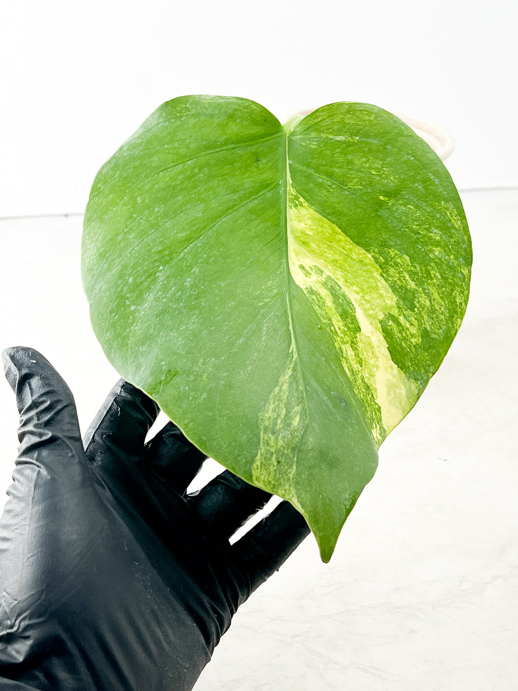 Monstera Aurea 1 leaf rooting