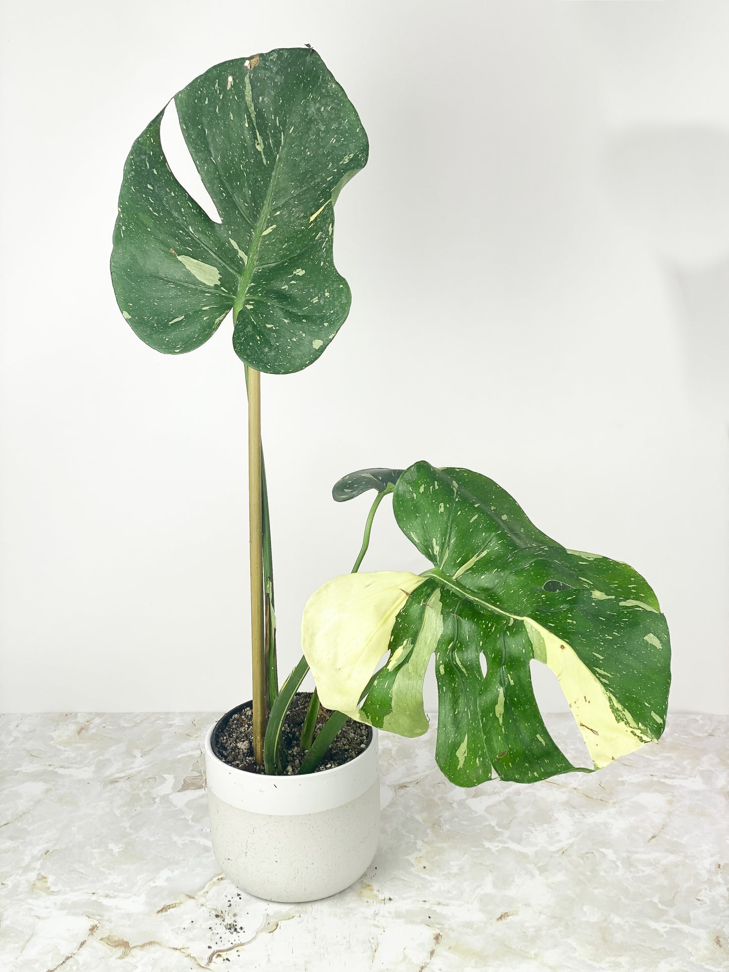 Monstera Thai Constellation Rooted High Variegation. 4 leaves