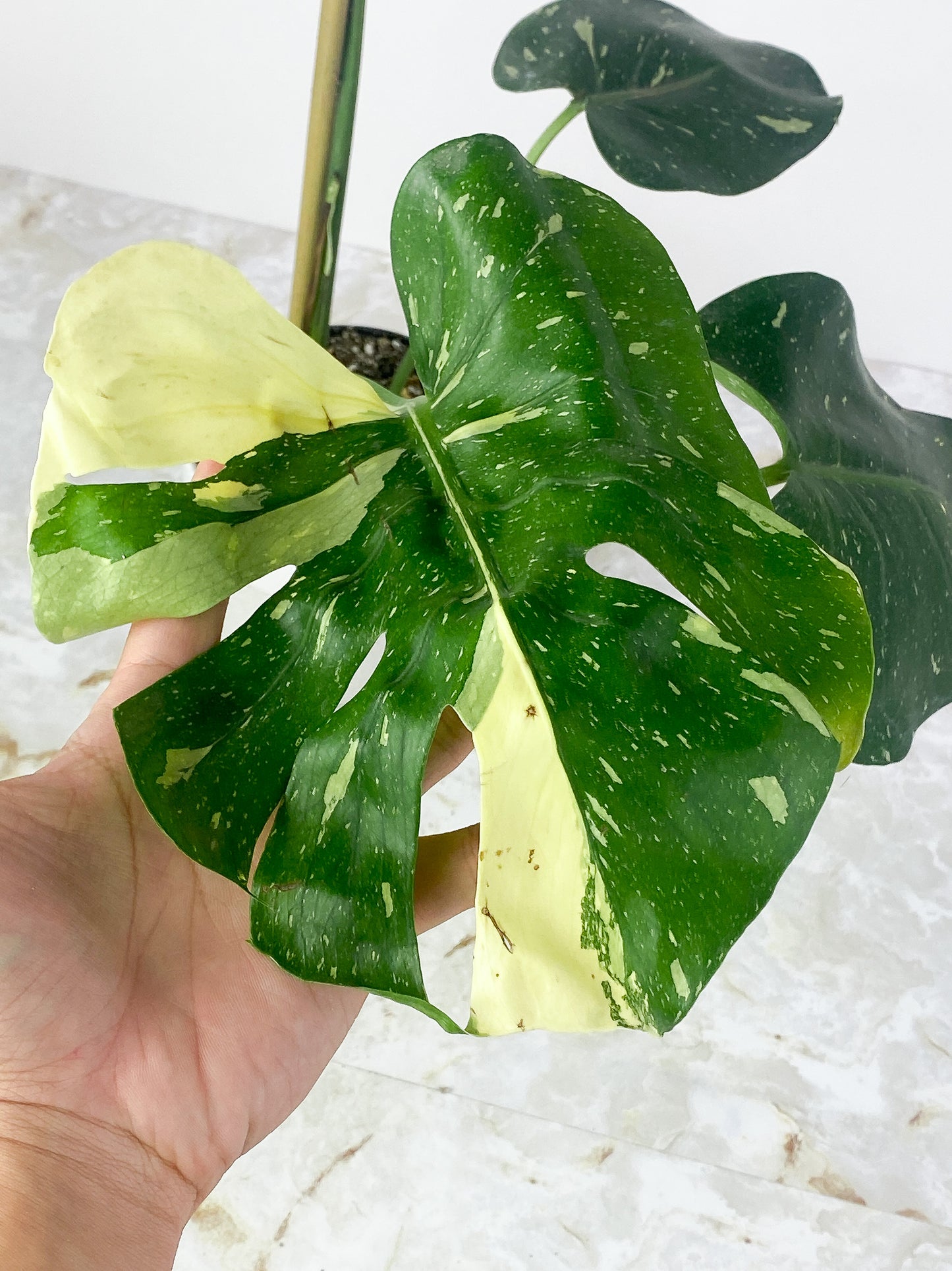 Monstera Thai Constellation Rooted High Variegation. 4 leaves