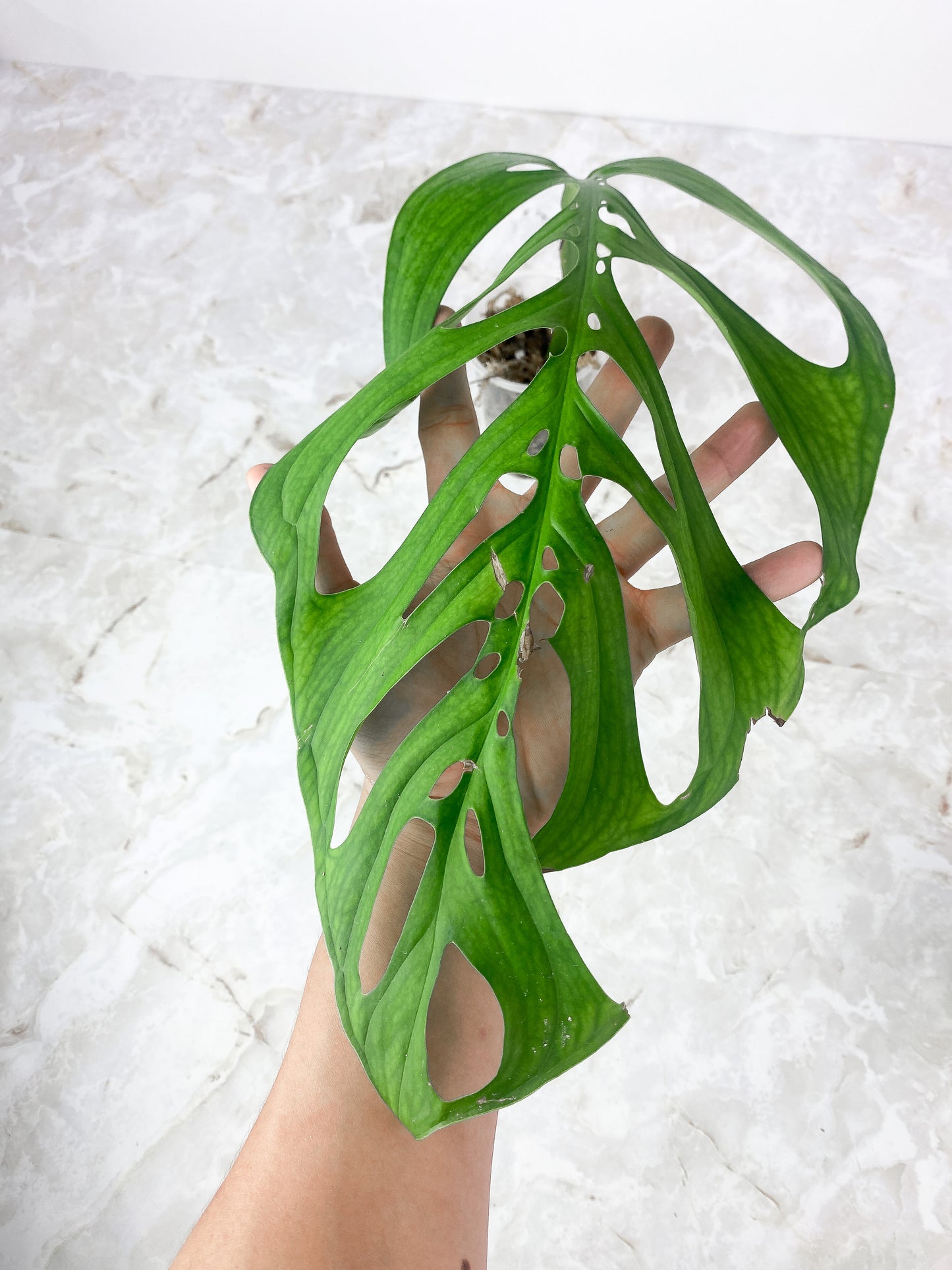 Monstera Esqueleto Rooted 13" leaf