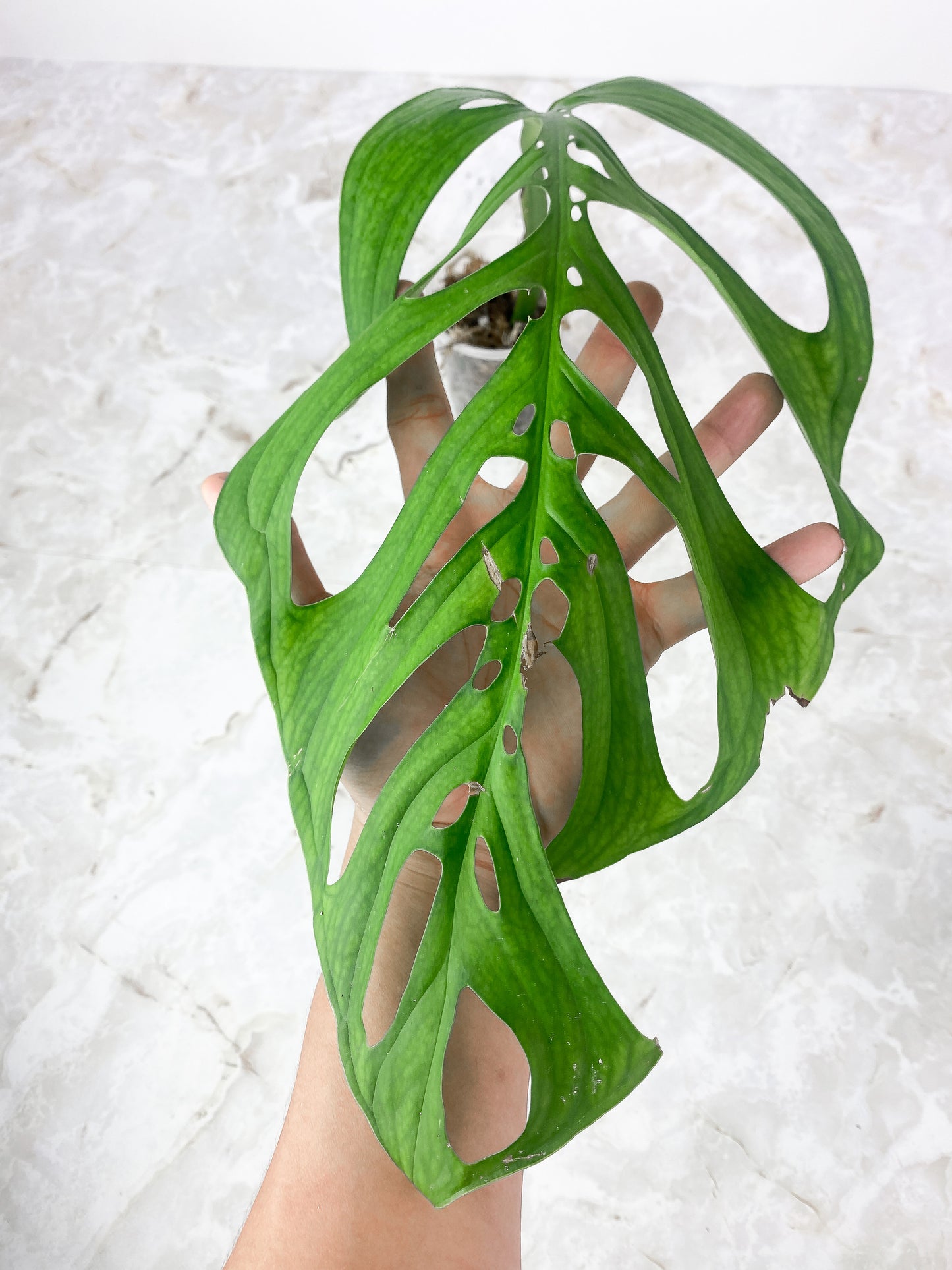 Monstera Esqueleto Rooted 13" leaf
