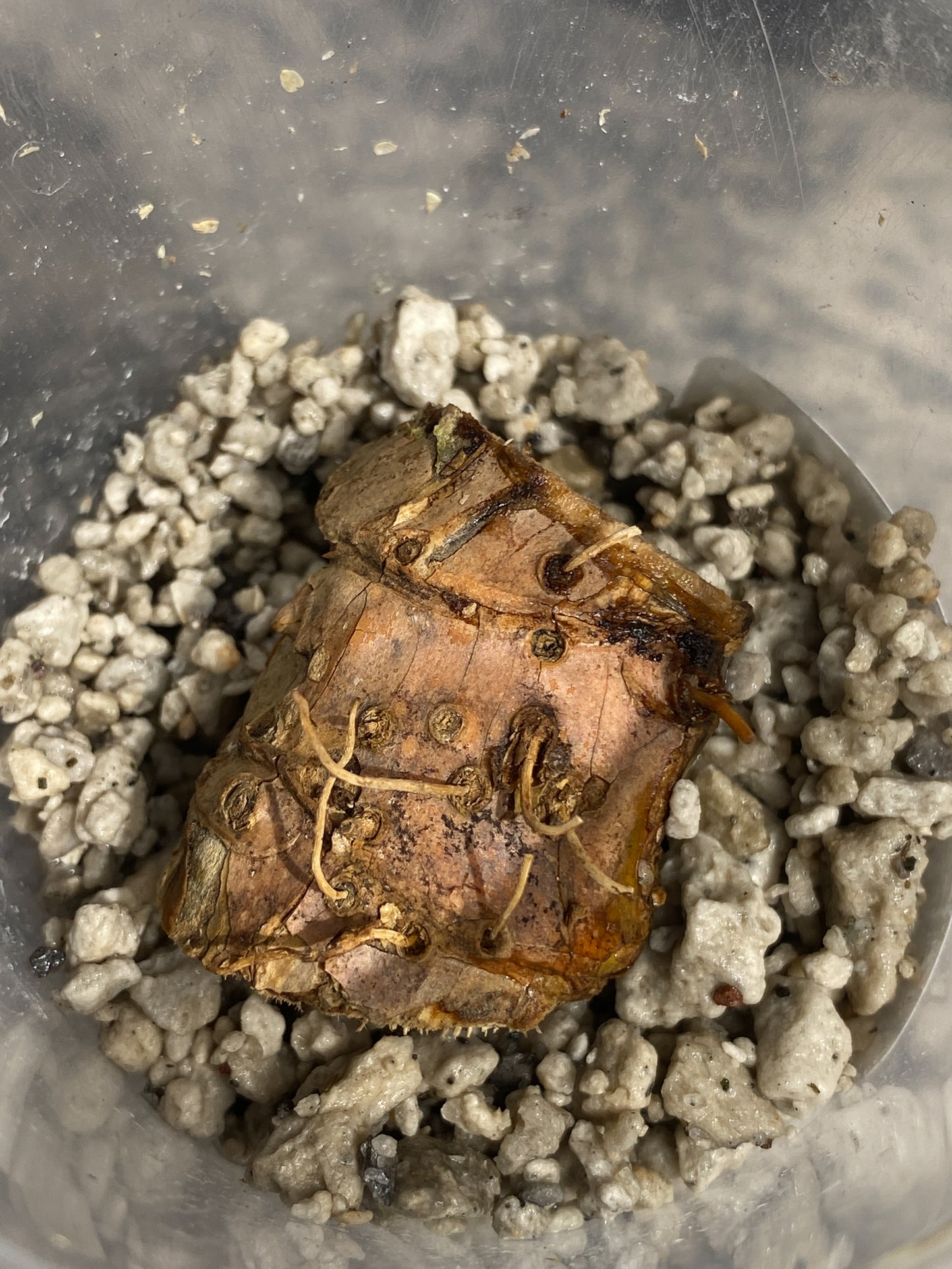 Rhaphidophera tenuis silver unrooted node with 1 activate growing bud
