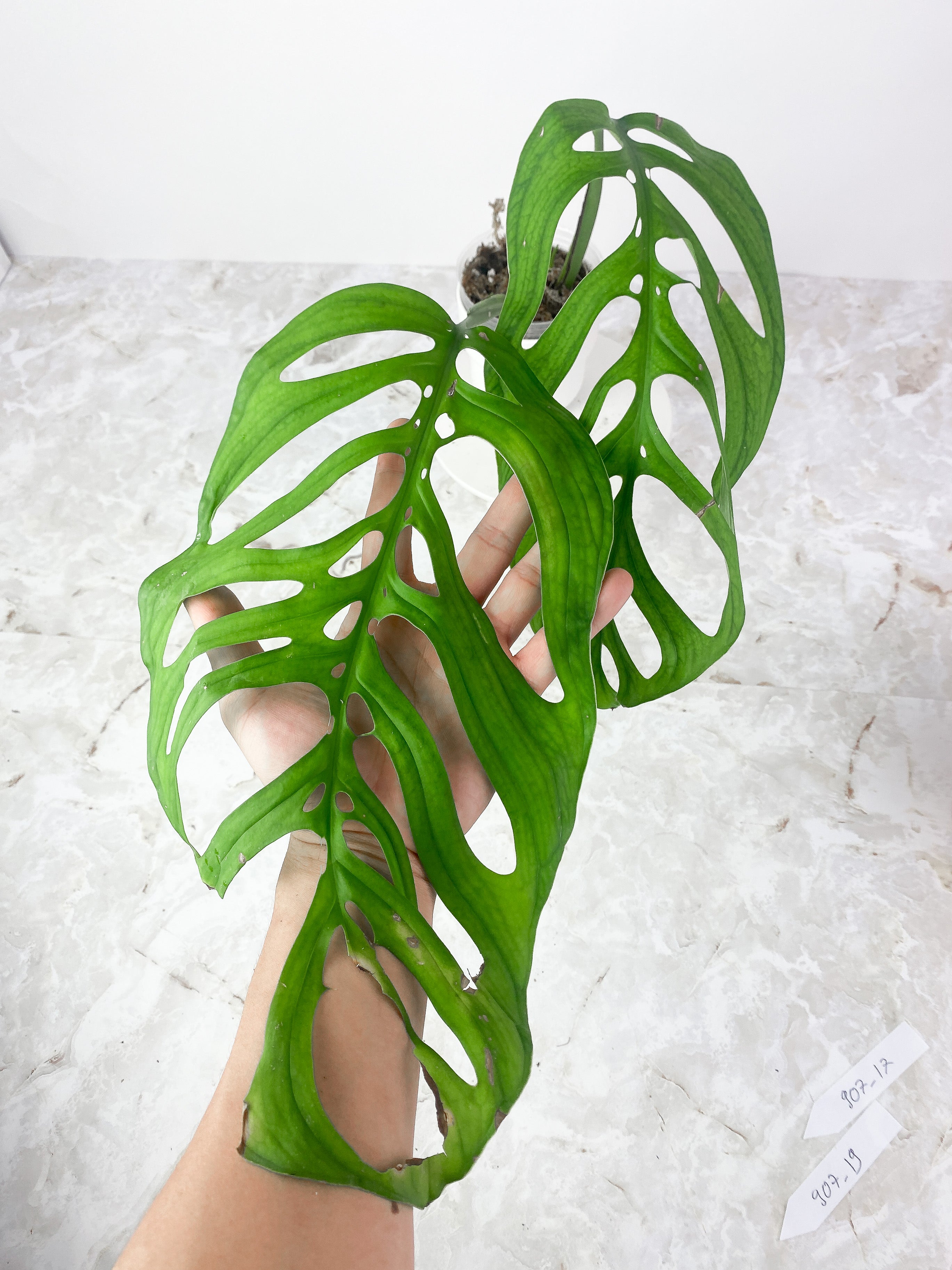 Monstera Esqueleto Slightly rooted top cutting 2 huge leaves, 1 sprout