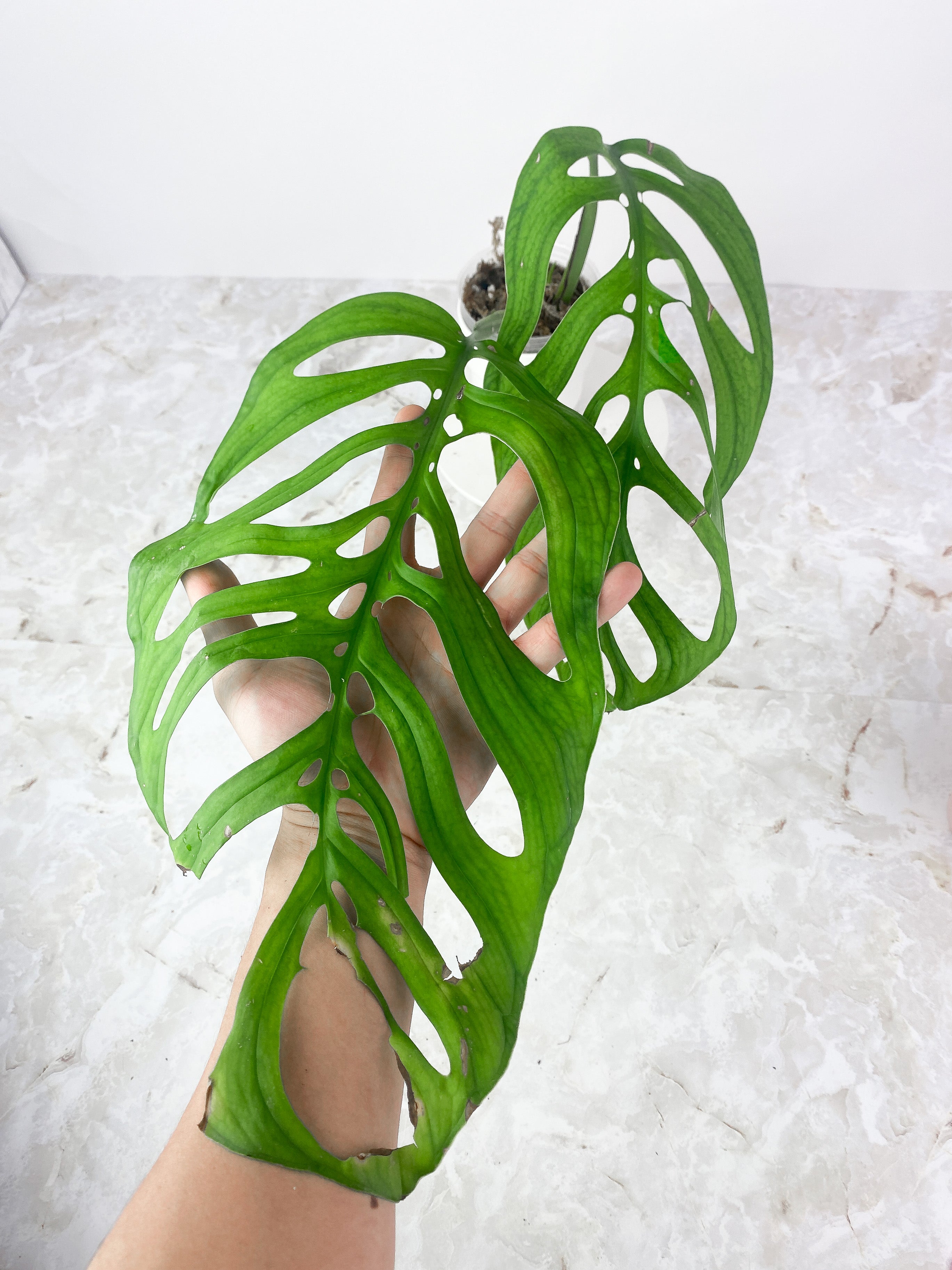 Monstera Esqueleto Slightly rooted top cutting 2 huge leaves, 1 sprout