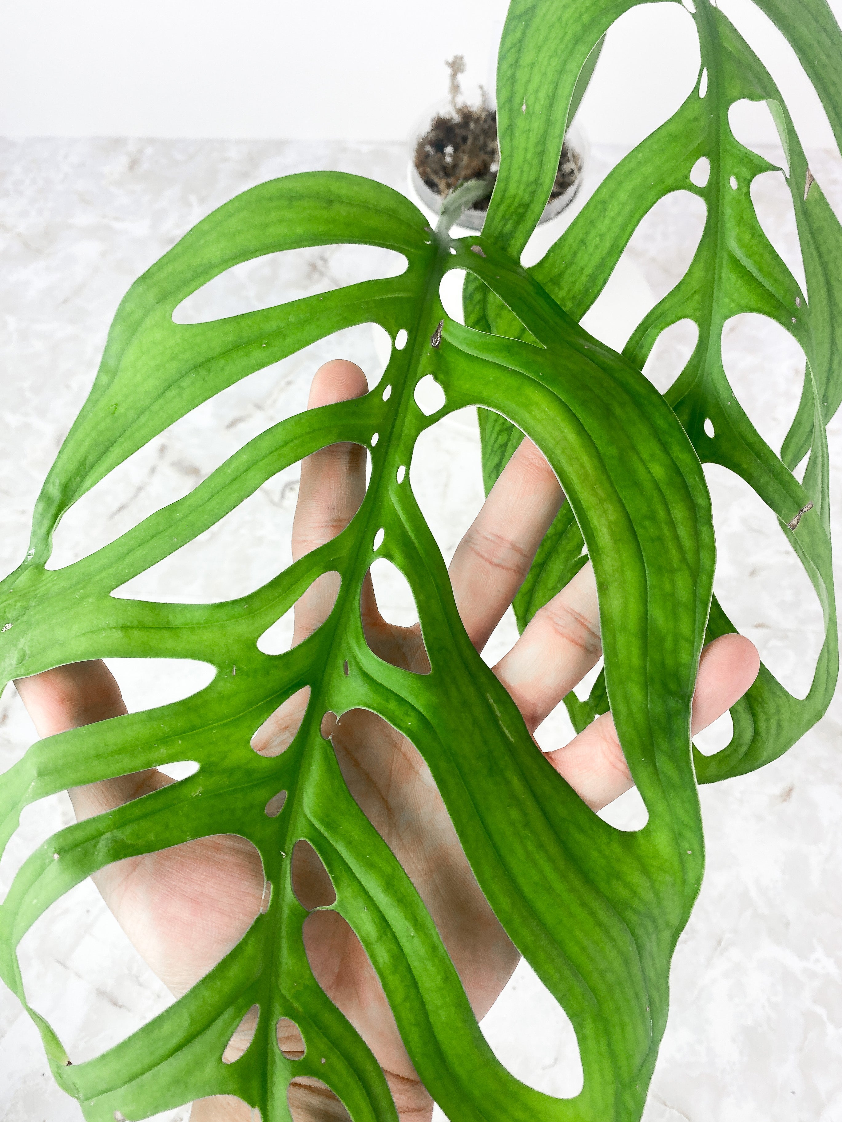 Monstera Esqueleto Slightly rooted top cutting 2 huge leaves, 1 sprout