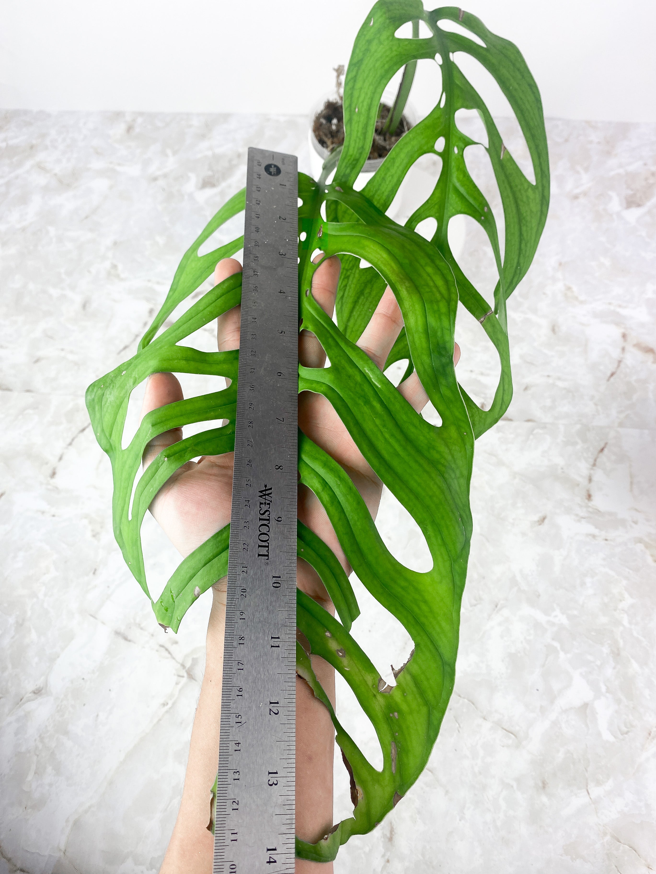 Monstera Esqueleto Slightly rooted top cutting 2 huge leaves, 1 sprout