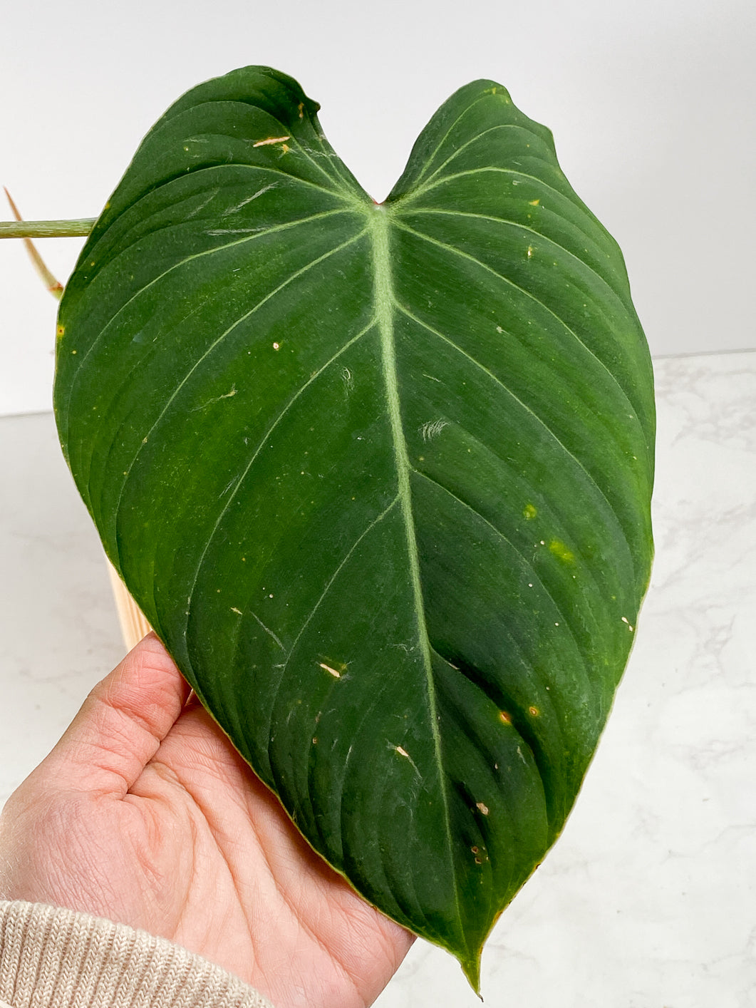 Philodendron  Glorious  Rooted 2 big leaves 1 sprout
