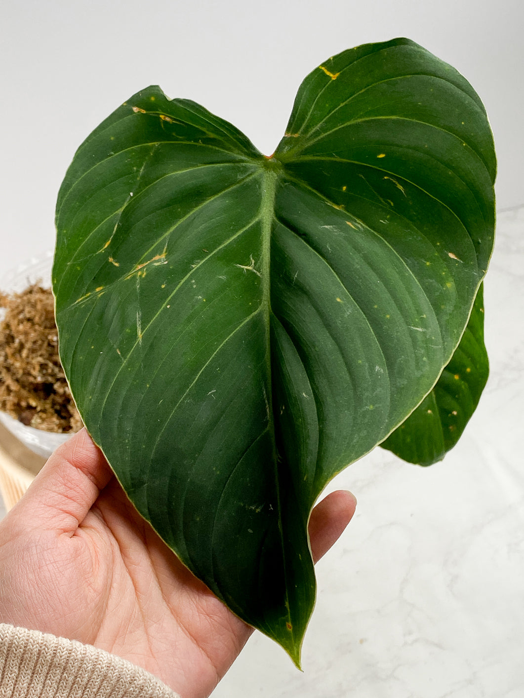 Philodendron  Glorious  Rooted 2 big leaves 1 sprout