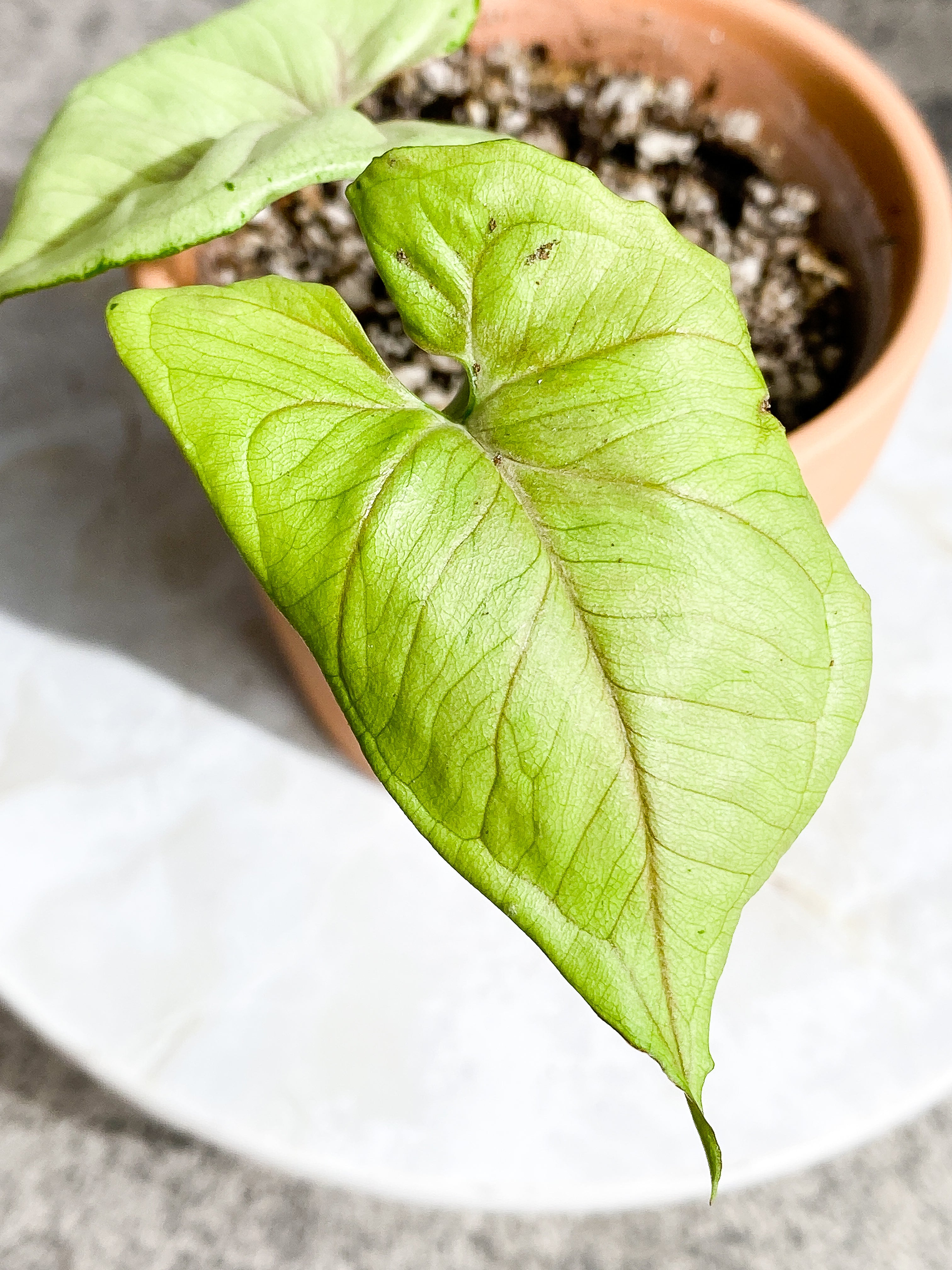 Syngonium Green Splash 2 leaves slightly Rooted