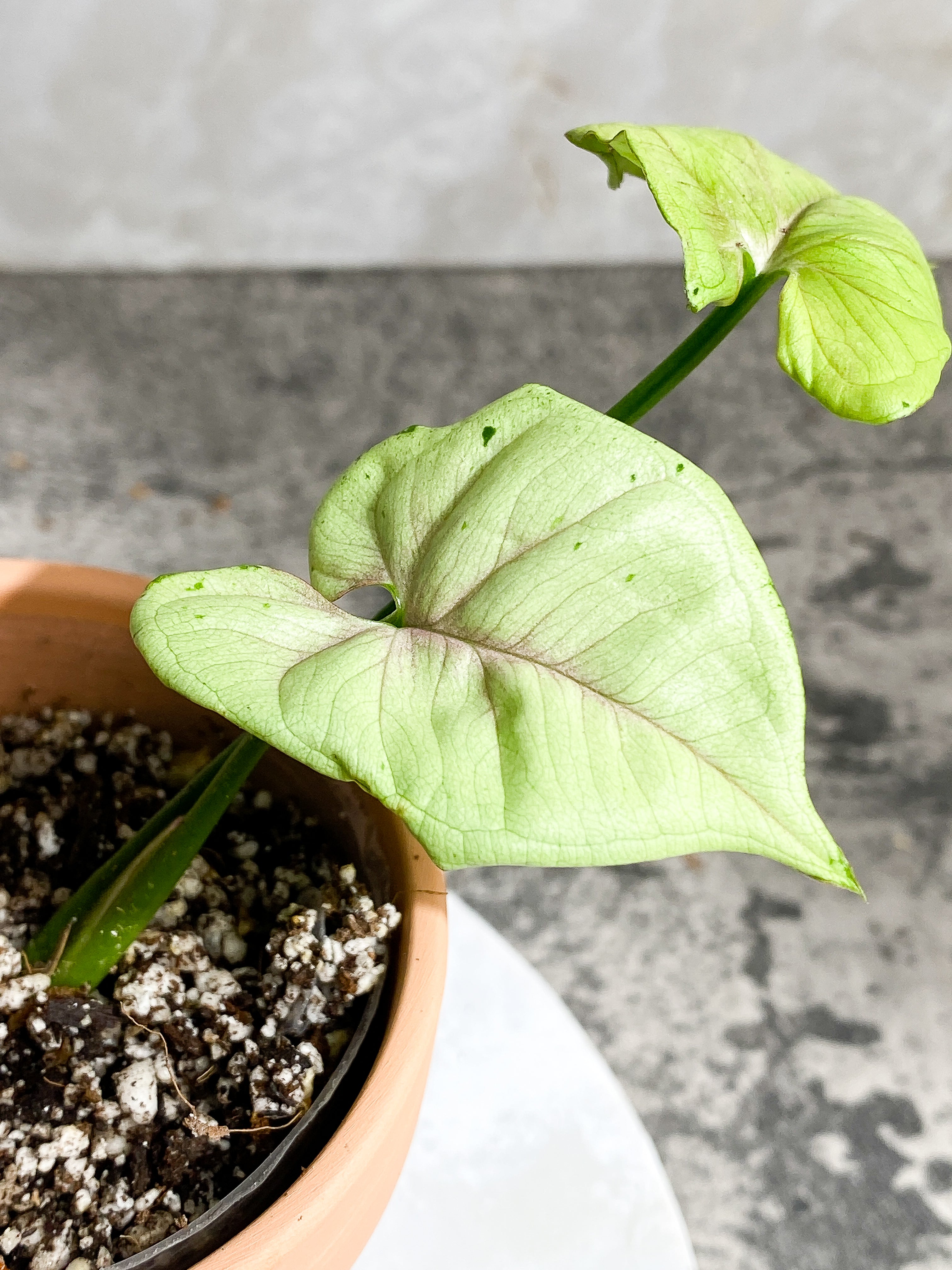 Syngonium Green Splash 2 leaves slightly Rooted