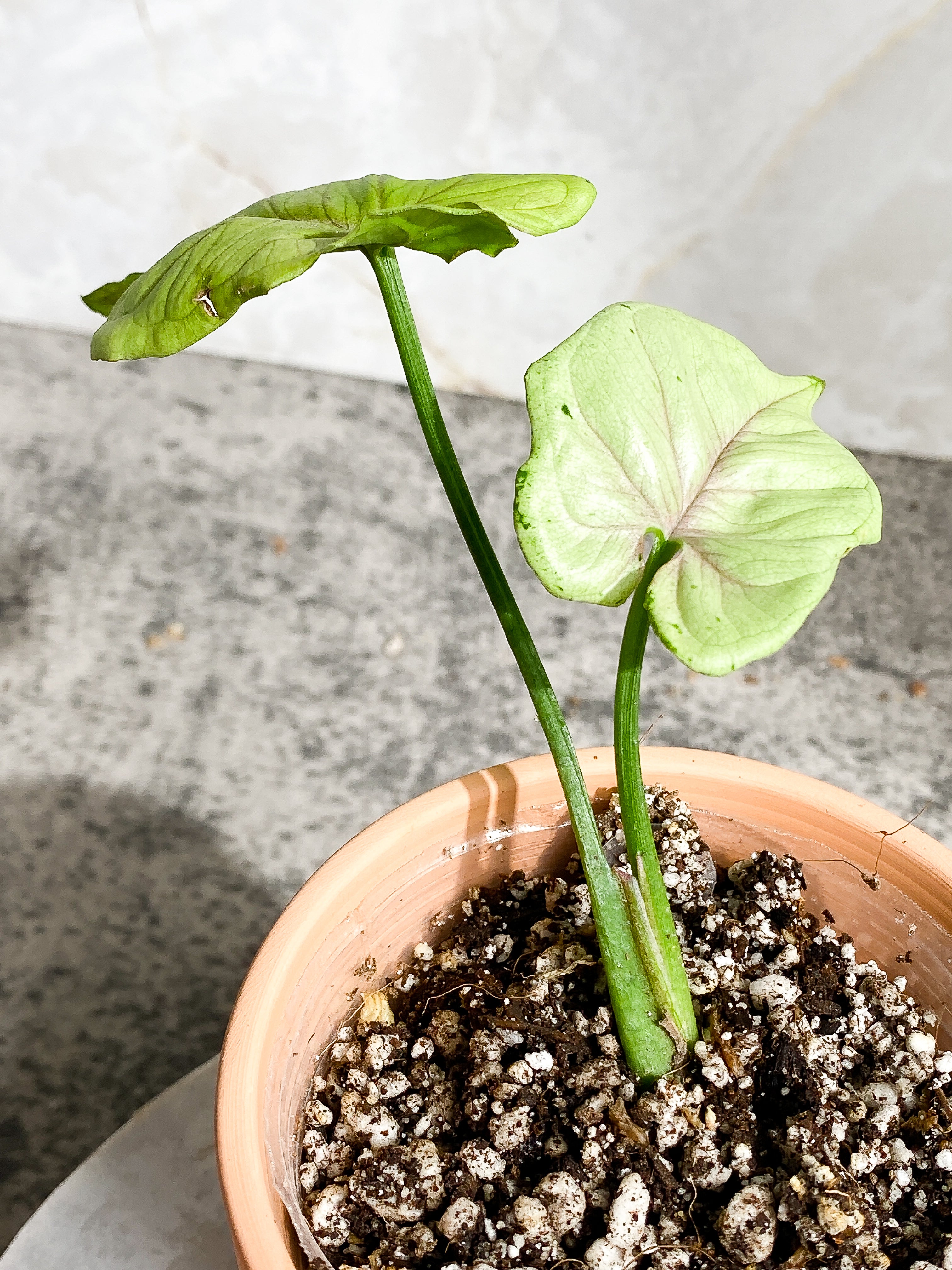 Syngonium Green Splash 2 leaves slightly Rooted