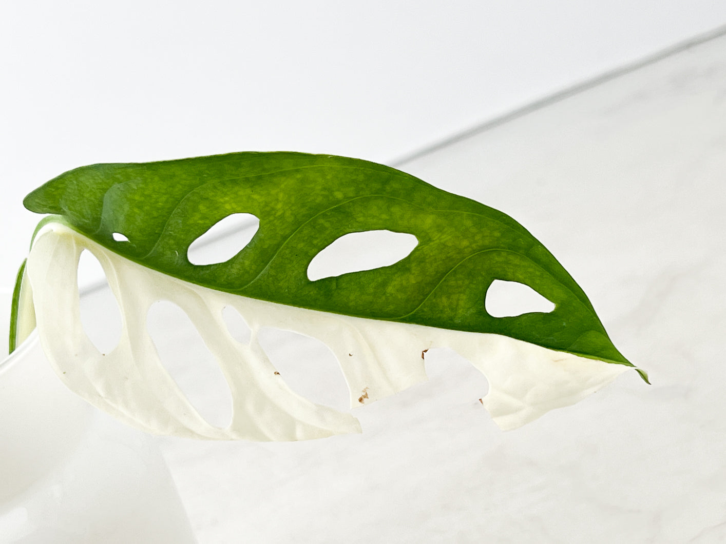 Monstera Adansonii Variegated 3 leaves rooting multiple nodes