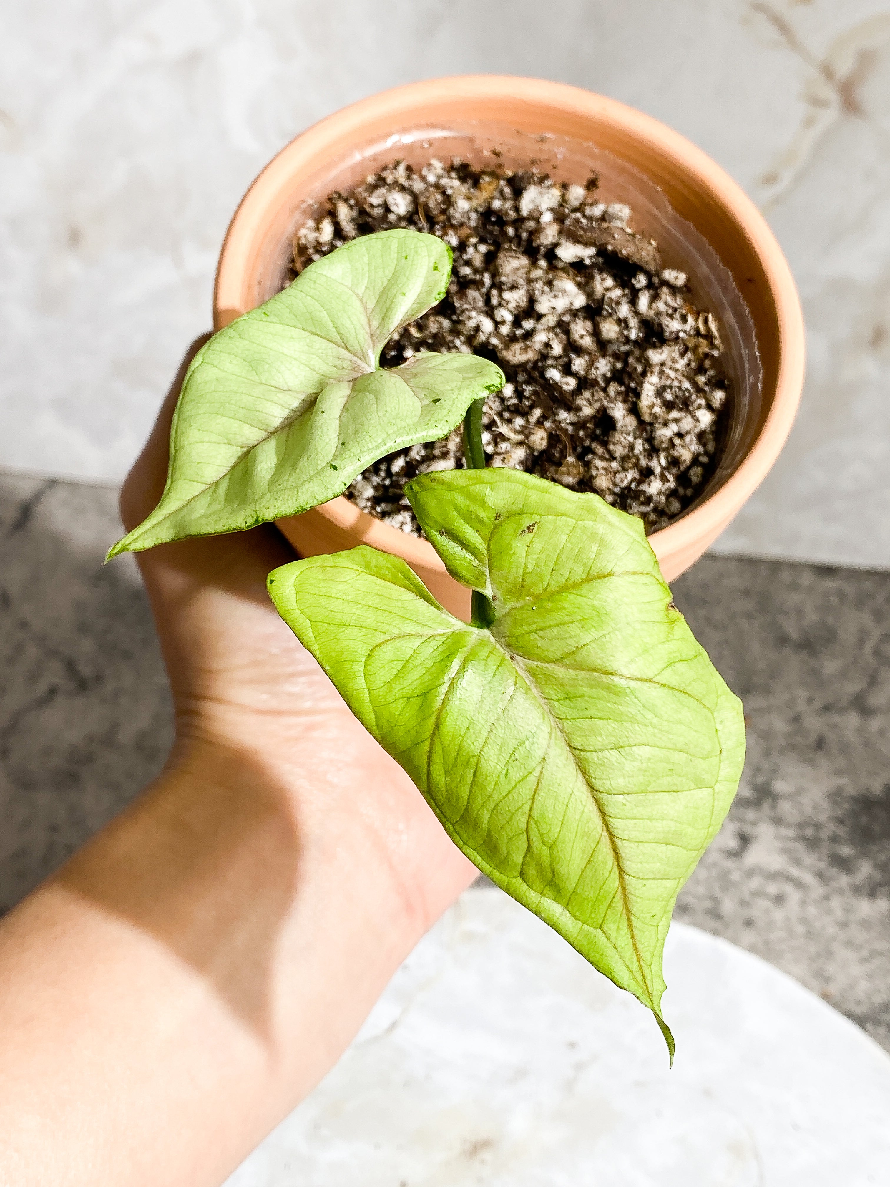 Syngonium Green Splash 2 leaves slightly Rooted