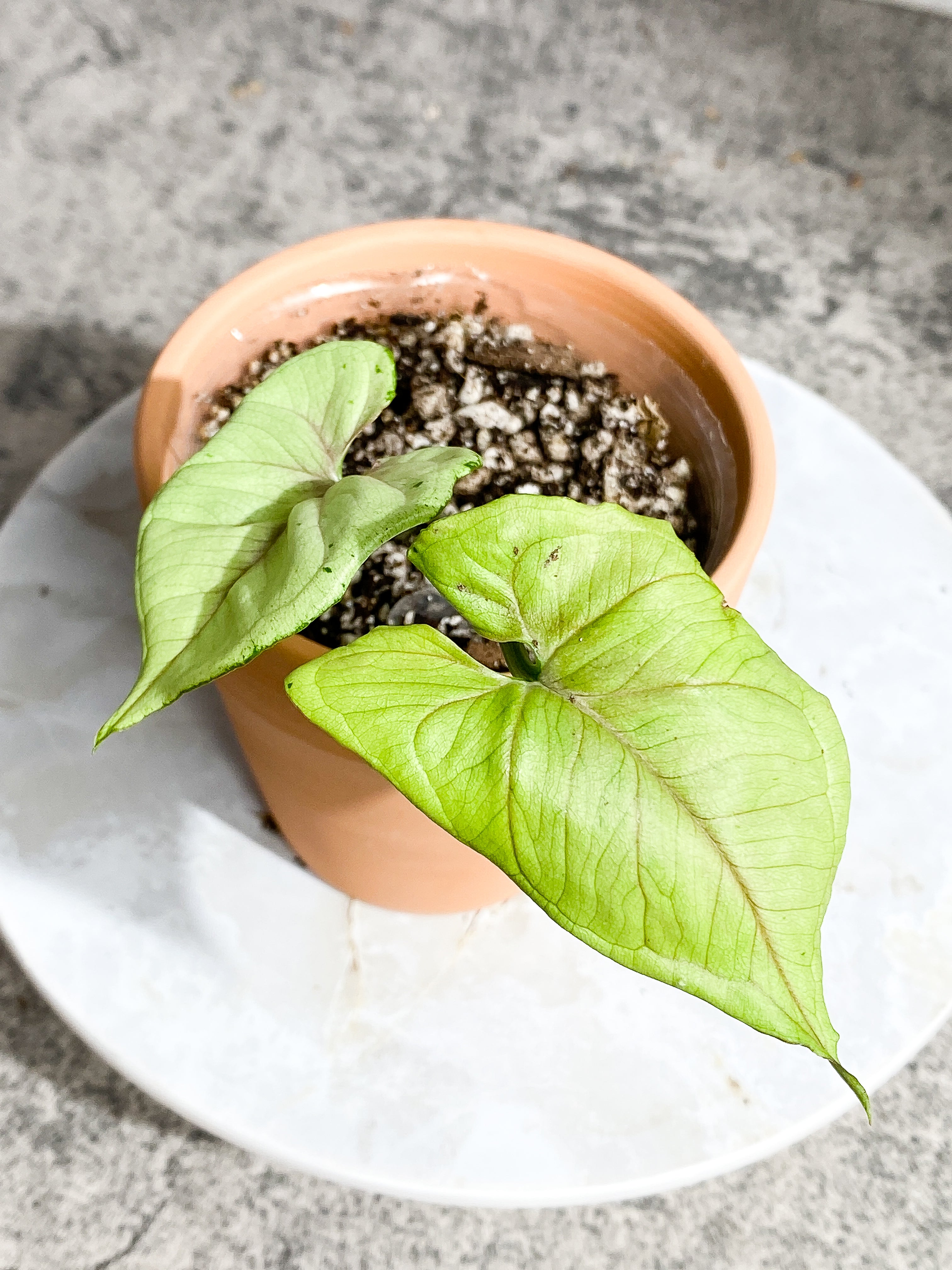 Syngonium Green Splash 2 leaves slightly Rooted